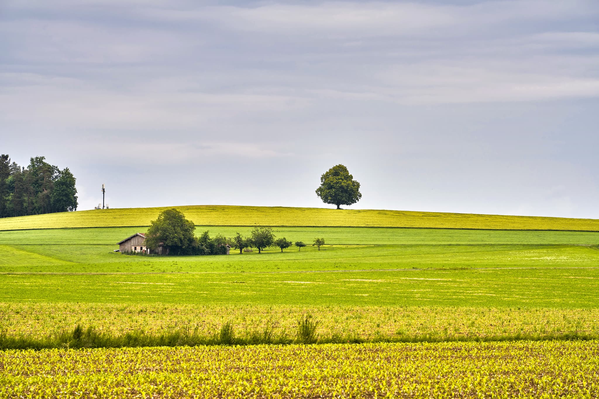 Idyllische Landschaftsaufnahme mit Linde in Rainbichl, Tyrlaching. Weite Wiesen- und Felderlandschaft im Landkreis Altötting, Oberbayern, Inn-Salzach.