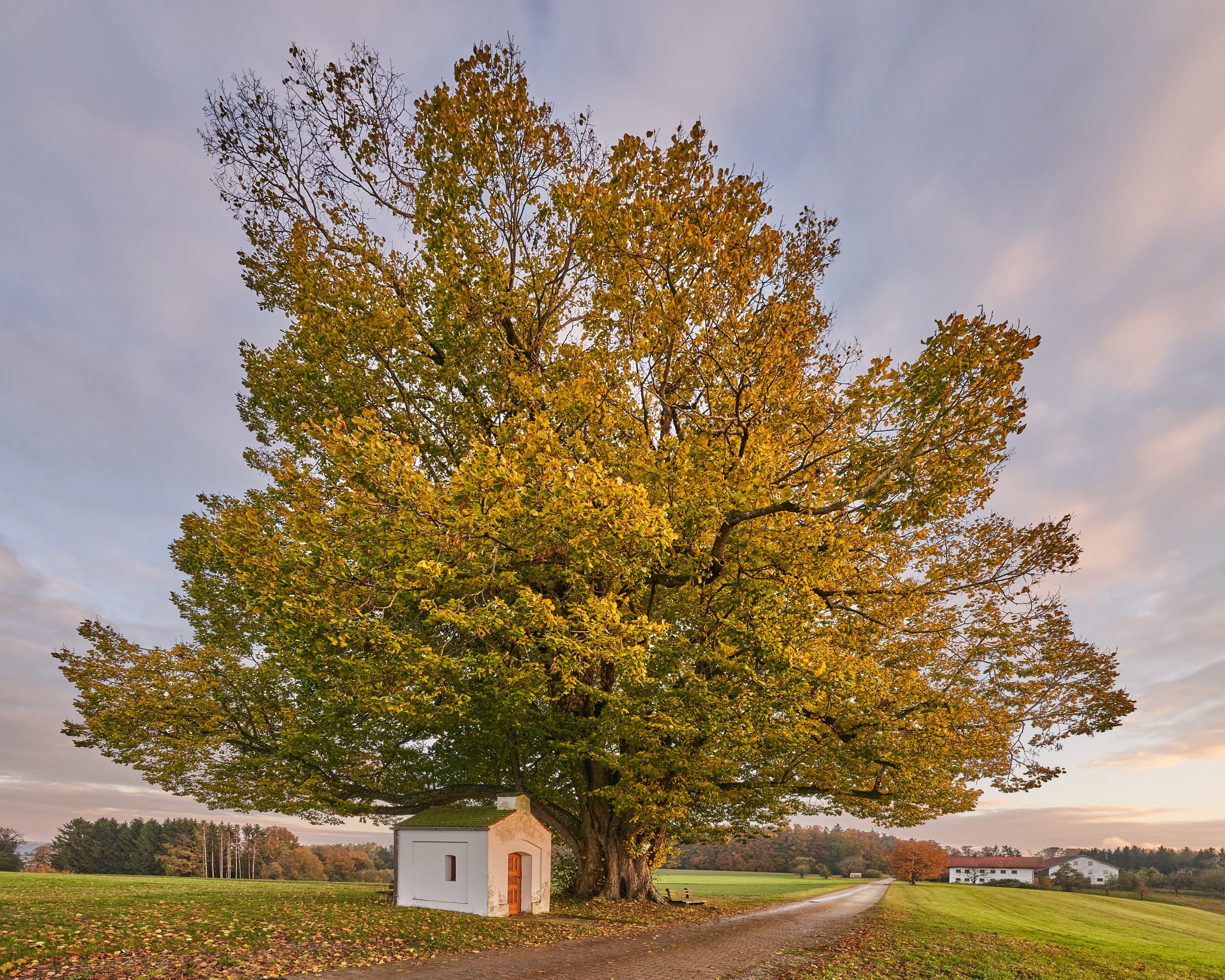 Herbst in Berg, Kapellenlinde, Perach, Landkreis Altötting, Oberbayern. Alter Baum, kleine Kapelle, umgeben von Feldern im Inn-Salzach Gebiet, Deutschland.