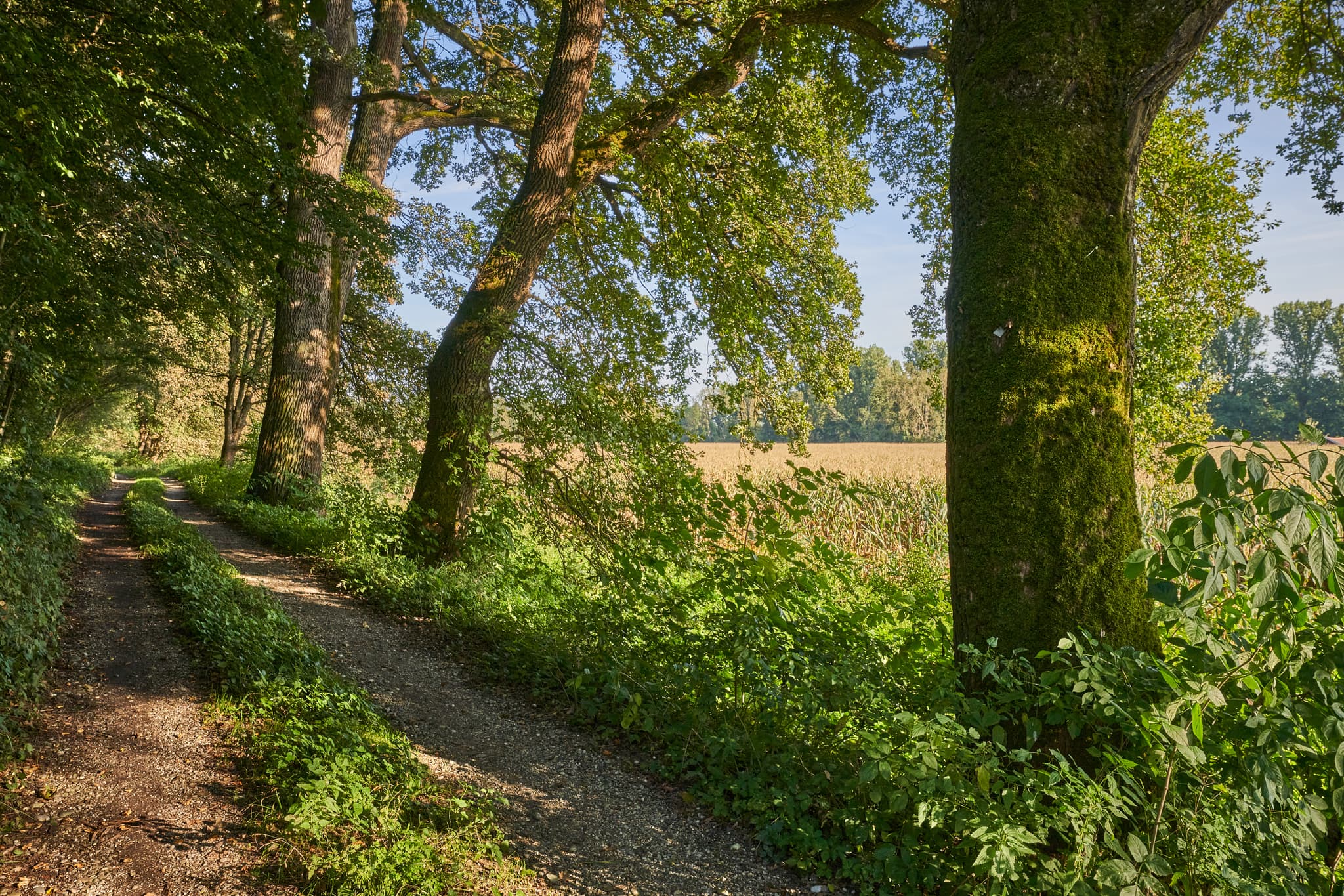 Idyllischer Feldweg mit Bäumen und Feld nahe Winhöring, Landkreis Altötting, Oberbayern, Deutschland. Wanderweg, Pilgerweg, Inn-Salzach Region.