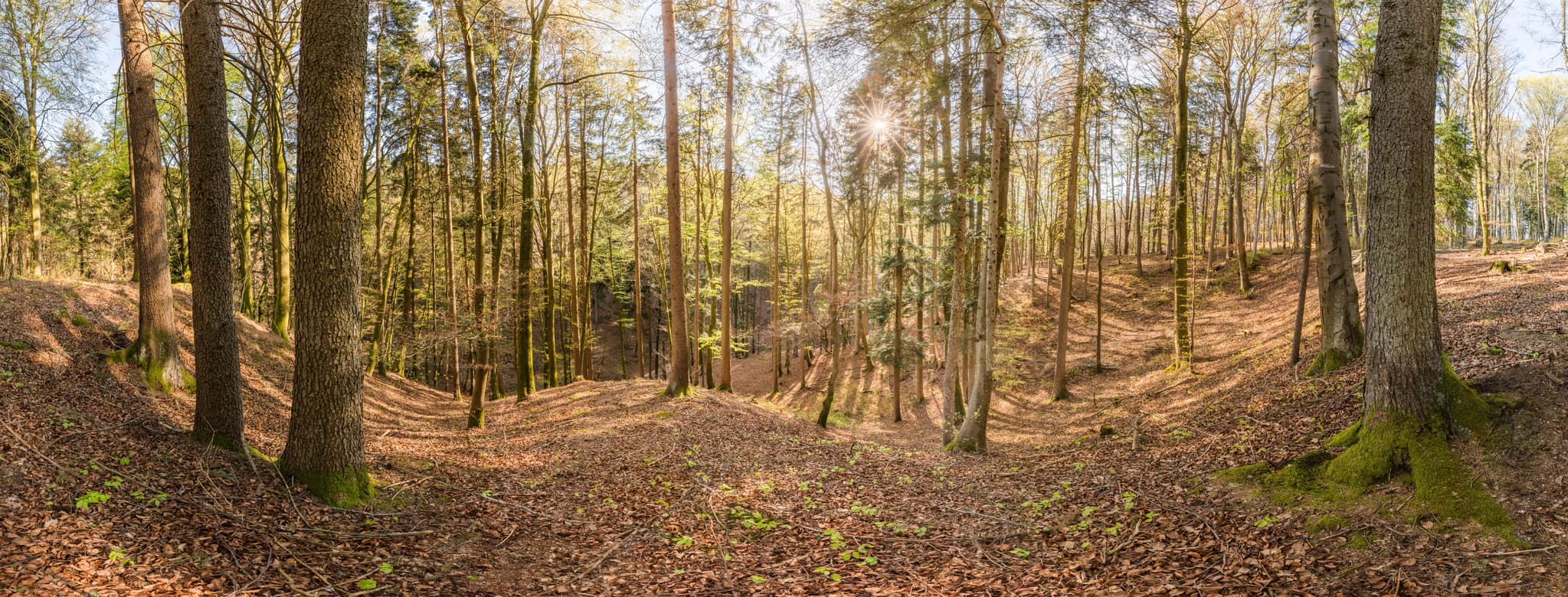 Waldlandschaft in Anzenberg, Gemeinde Perach, Altötting, Oberbayern, Inn-Salzach, Bayern, Deutschland. Sonnenlicht durchdringt den lichten Wald.