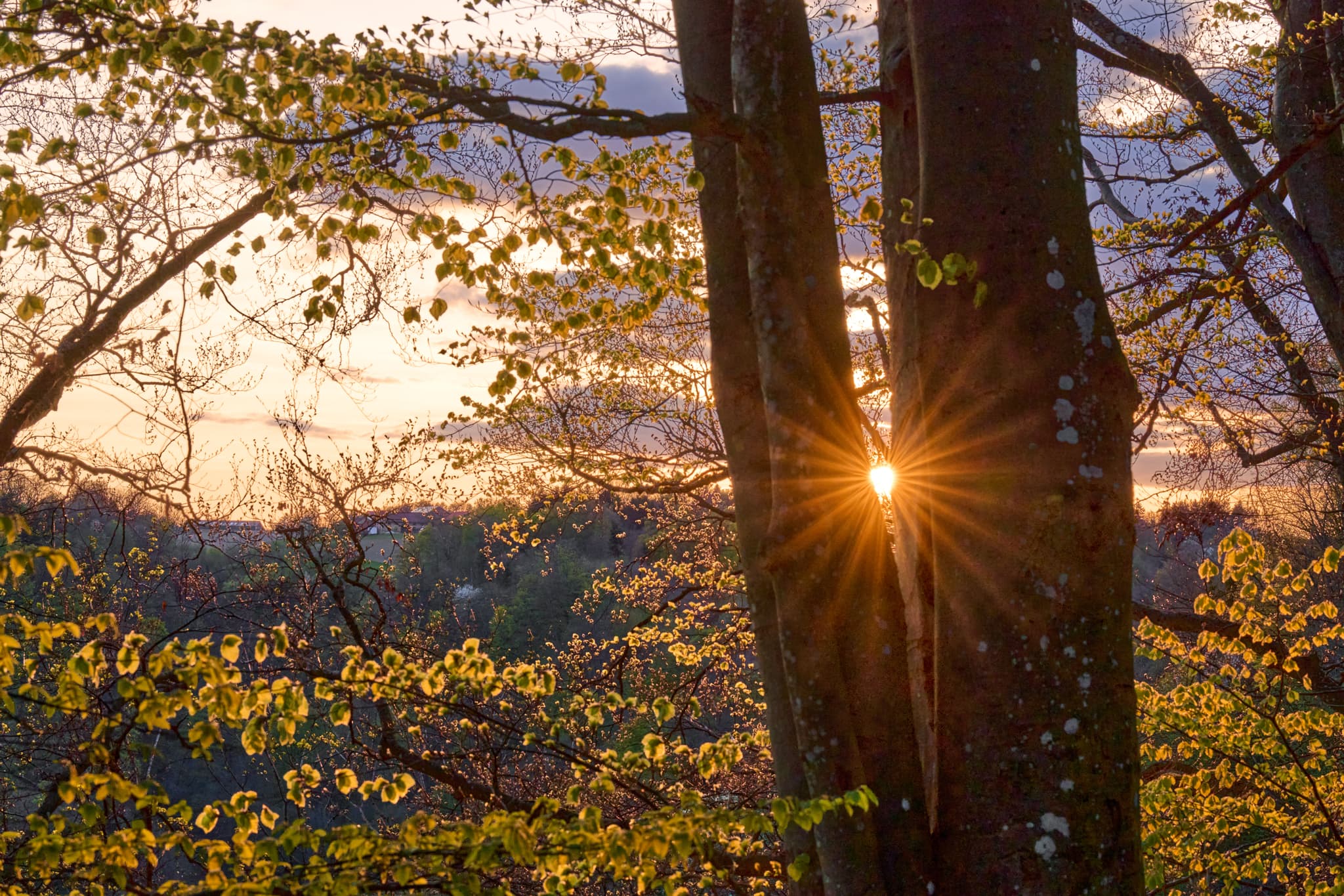 Natur, Landschaft, Baum mit Sonnenstern und Blättern auf der Leonberger Aussicht in Marktl, Landkreis Altötting, Oberbayern, Inn-Salzach, Deutschland.