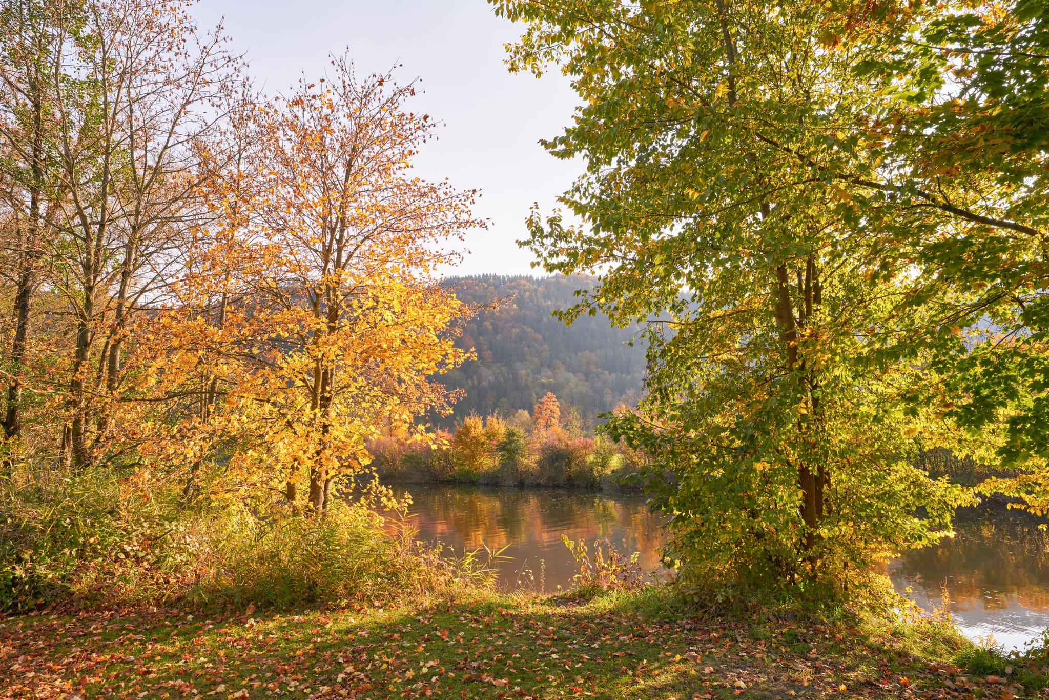Herbst an der Donaumündung Erlau, Obernzell, Landkreis Passau, Niederbayern. Region Donau-Wald, Deutschland, mit bunten Bäumen am Wasser der Erlau.