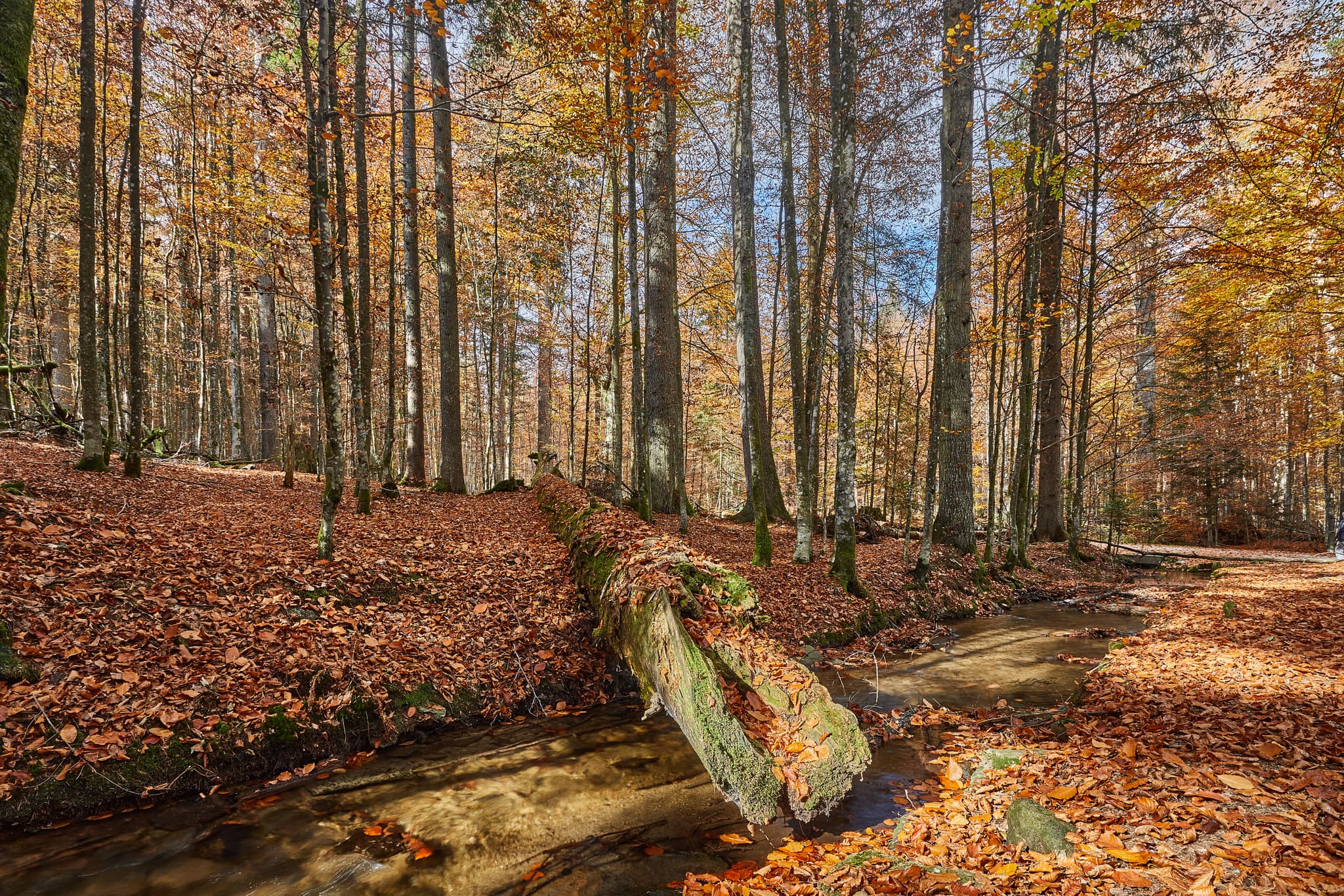 Herbstlicher Wald mit Bach und umgestürztem Baum in Bayerisch Eisenstein, Landkreis Regen, Niederbayern, im Bayerischen Wald, Deutschland.