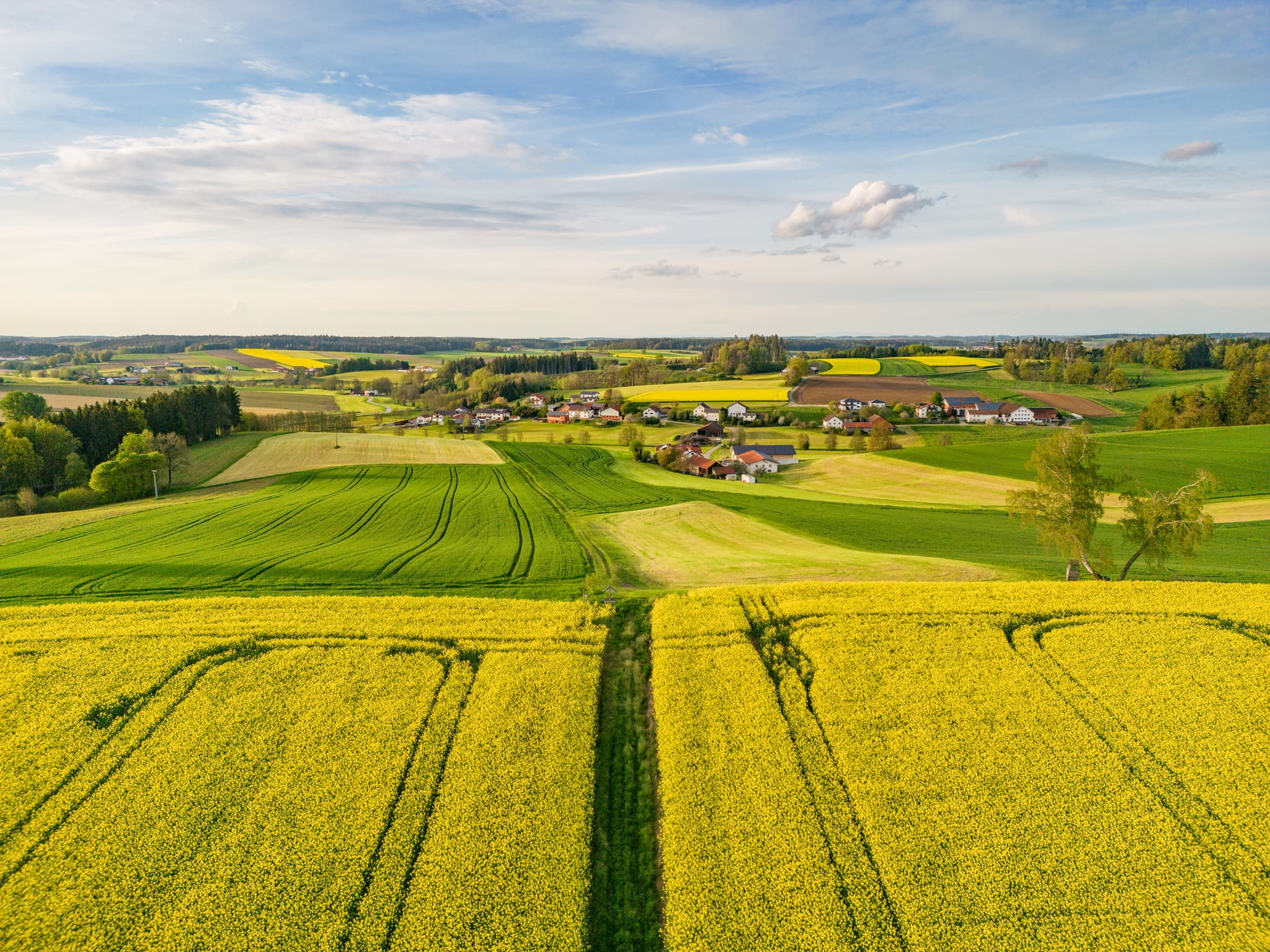 Luftbild von Rapsfeldern bei Holzham, Arbing, Reischach, Altötting, Oberbayern, Inn-Salzach, Deutschland. Blühender Raps, grüne Felder und ländliche Siedlung.