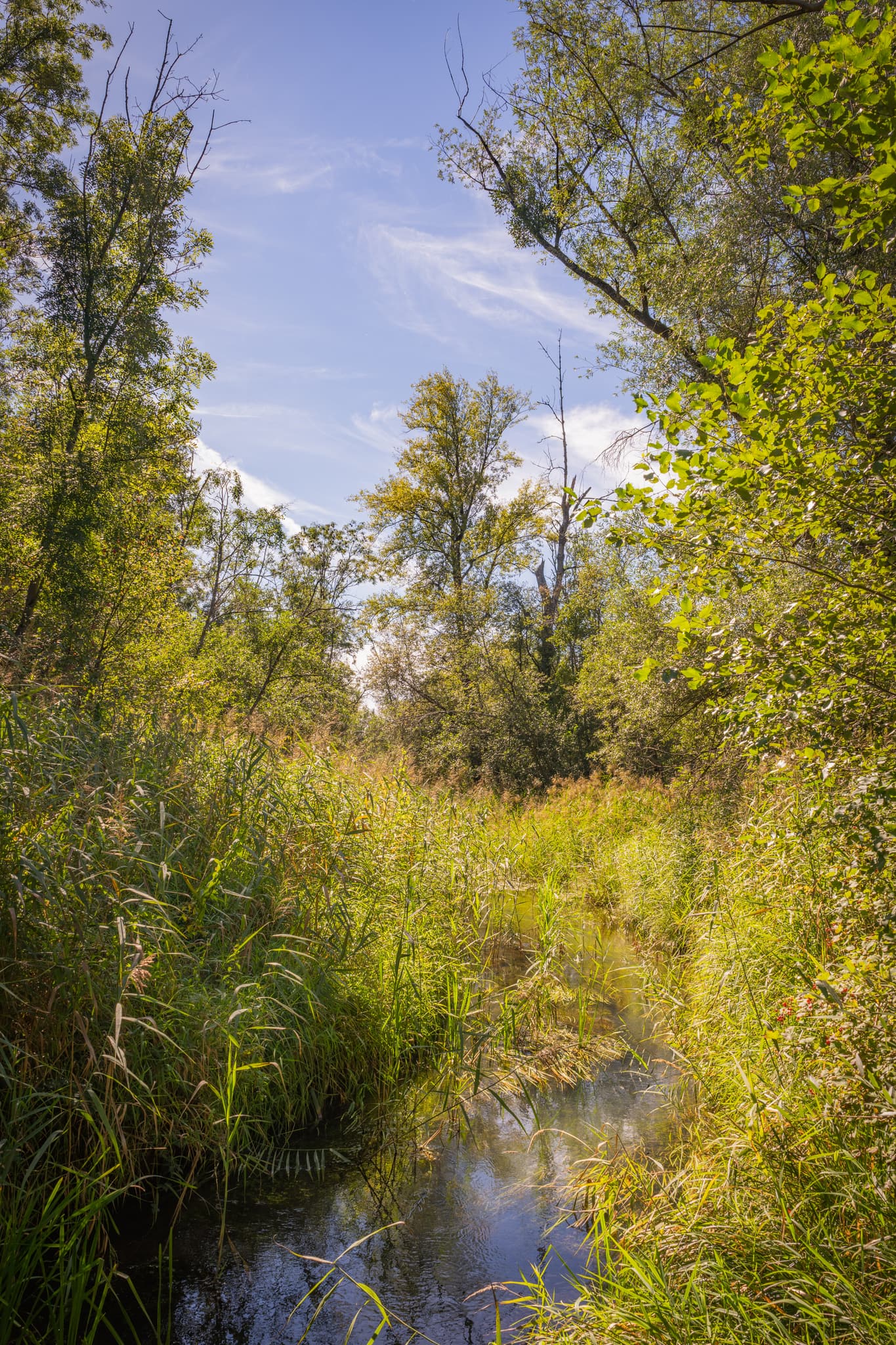 Bachlauf umgeben von dichter grüner Vegetation und Bäumen. Naturlandschaft am Waldsee Lago bei Kirchdorf am Inn, Rottal-Inn, Niederbayern, Deutschland.