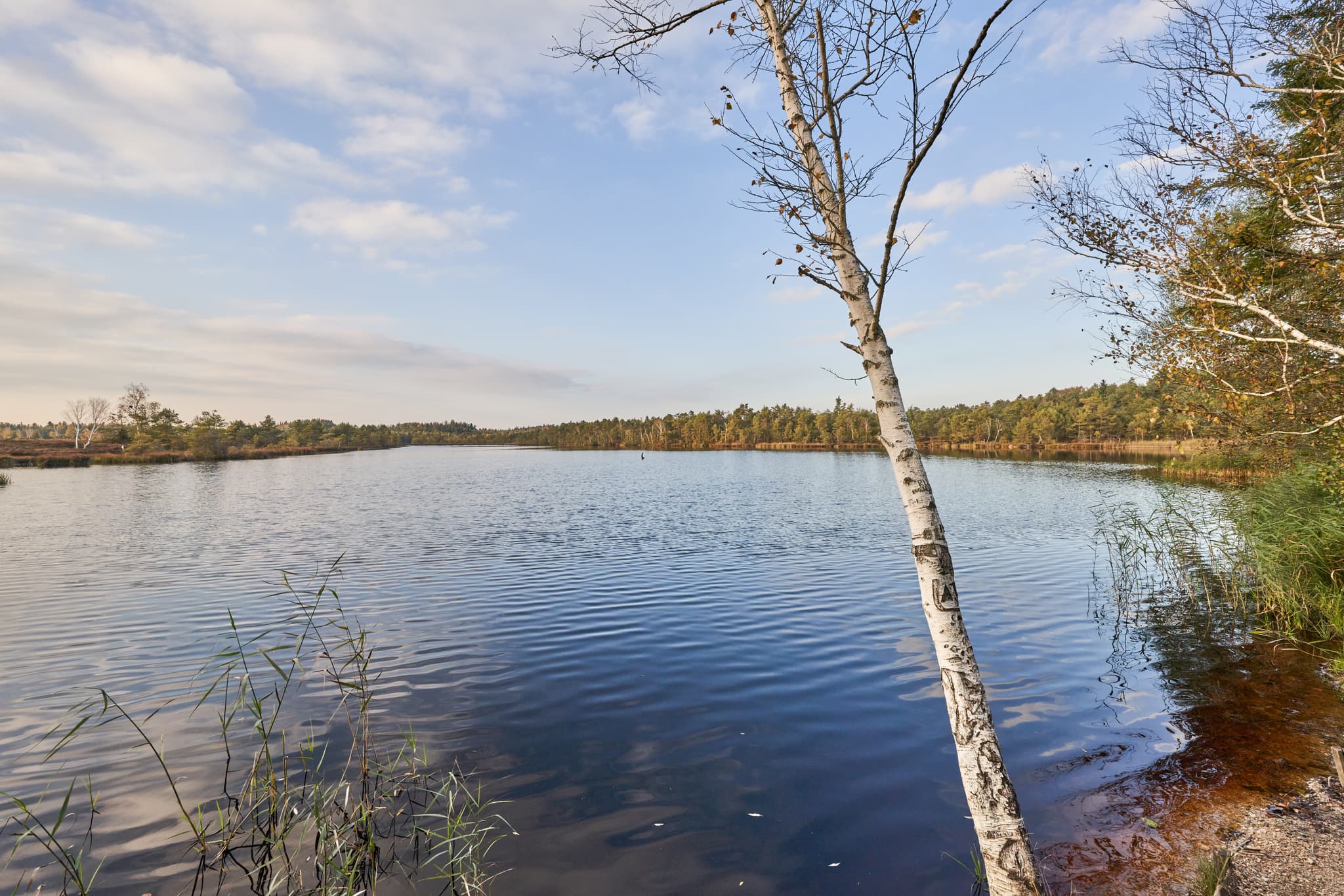 Schönramer Filz Moorsee bei Petting, Traunstein, Oberbayern. Ruhiger Moorsee im Chiemgau, Deutschland, umgeben von Uferbewuchs und Wald unter weitem Himmel.