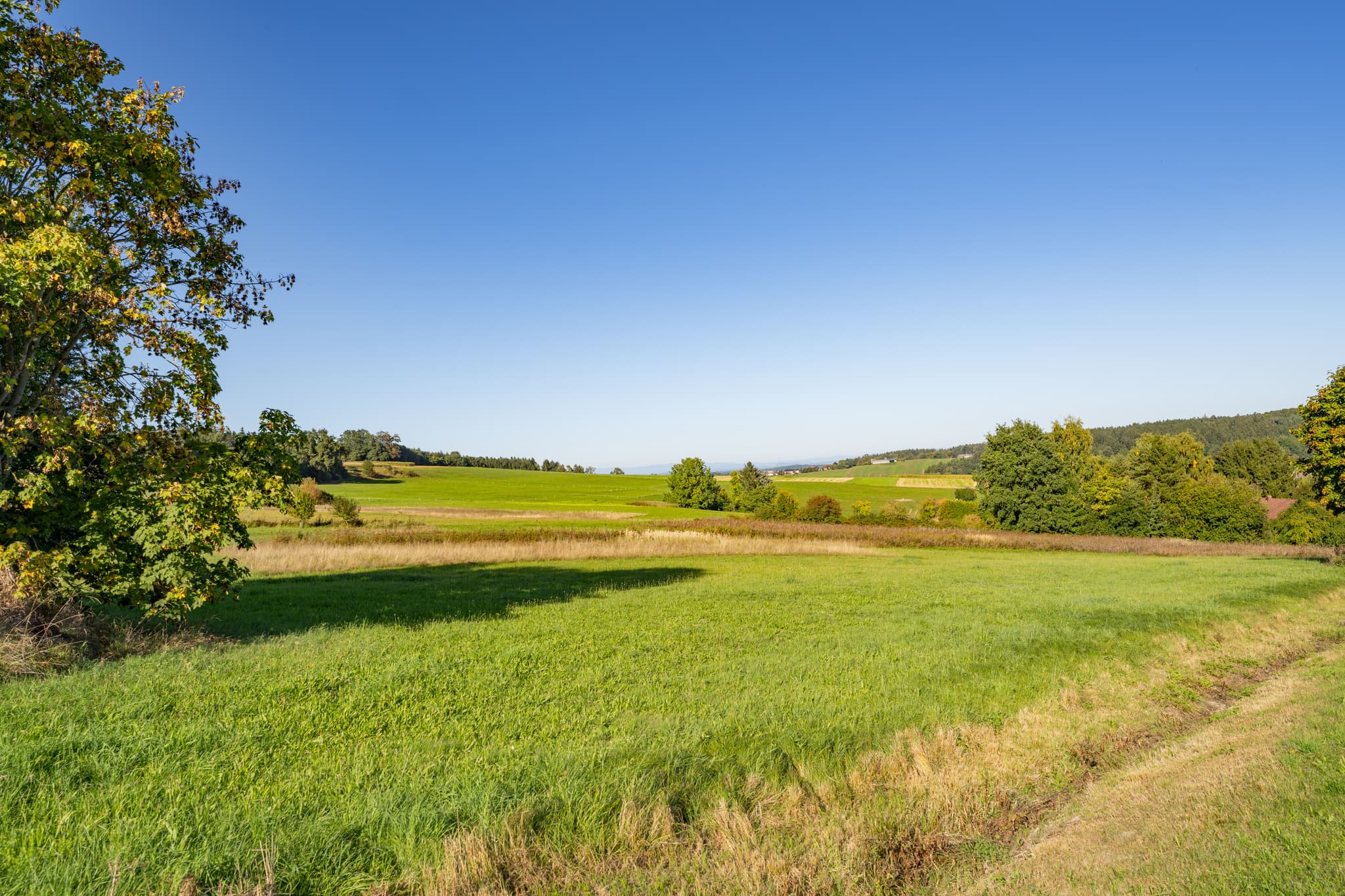 Grüne Felder erstrecken sich bei Baumgarten, Dietersburg, Landkreis Rottal-Inn, Niederbayern. Region Holzland, Deutschland, Blick in den Bayerischer Wald.