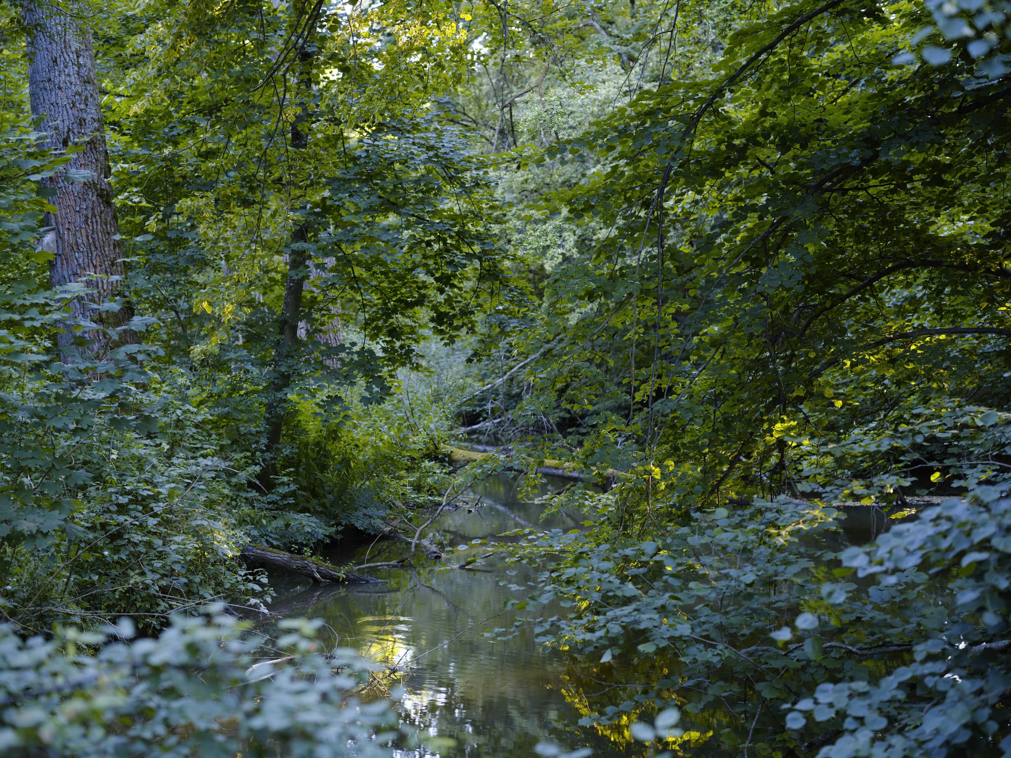 Ein idyllischer Waldweg im Lichtlberger Wald bei Gern, Eggenfelden. Dieser Pfad führt durch die  Natur des Holzlandes im Landkreis Rottal-Inn, Niederbayern.