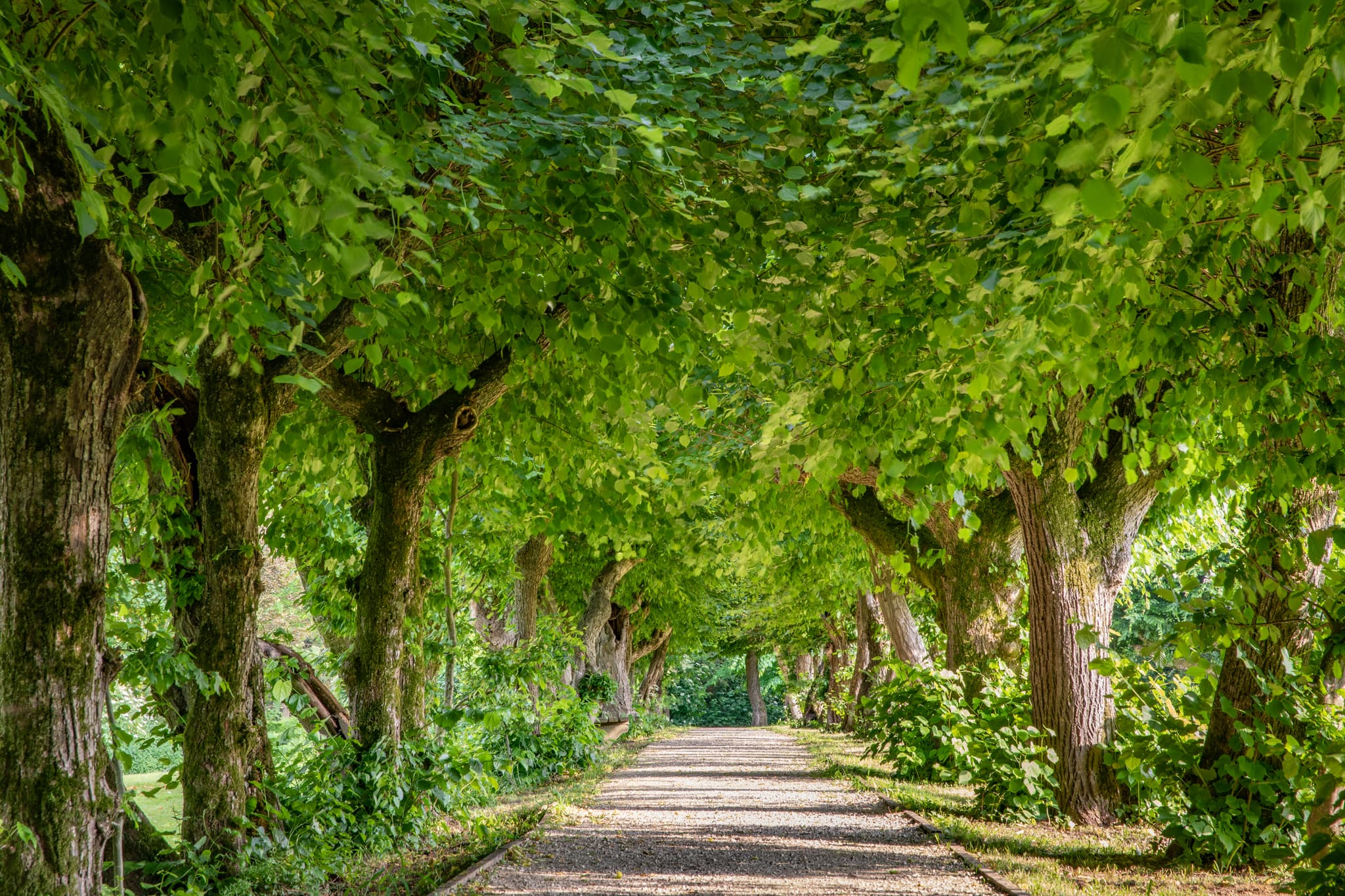 Grüne Allee im Herrengarten Park, Reichersberg, Bezirk Ried. Dichte Baumkronen überspannen Kiesweg. Landschaft, Oberösterreich, Österreich.