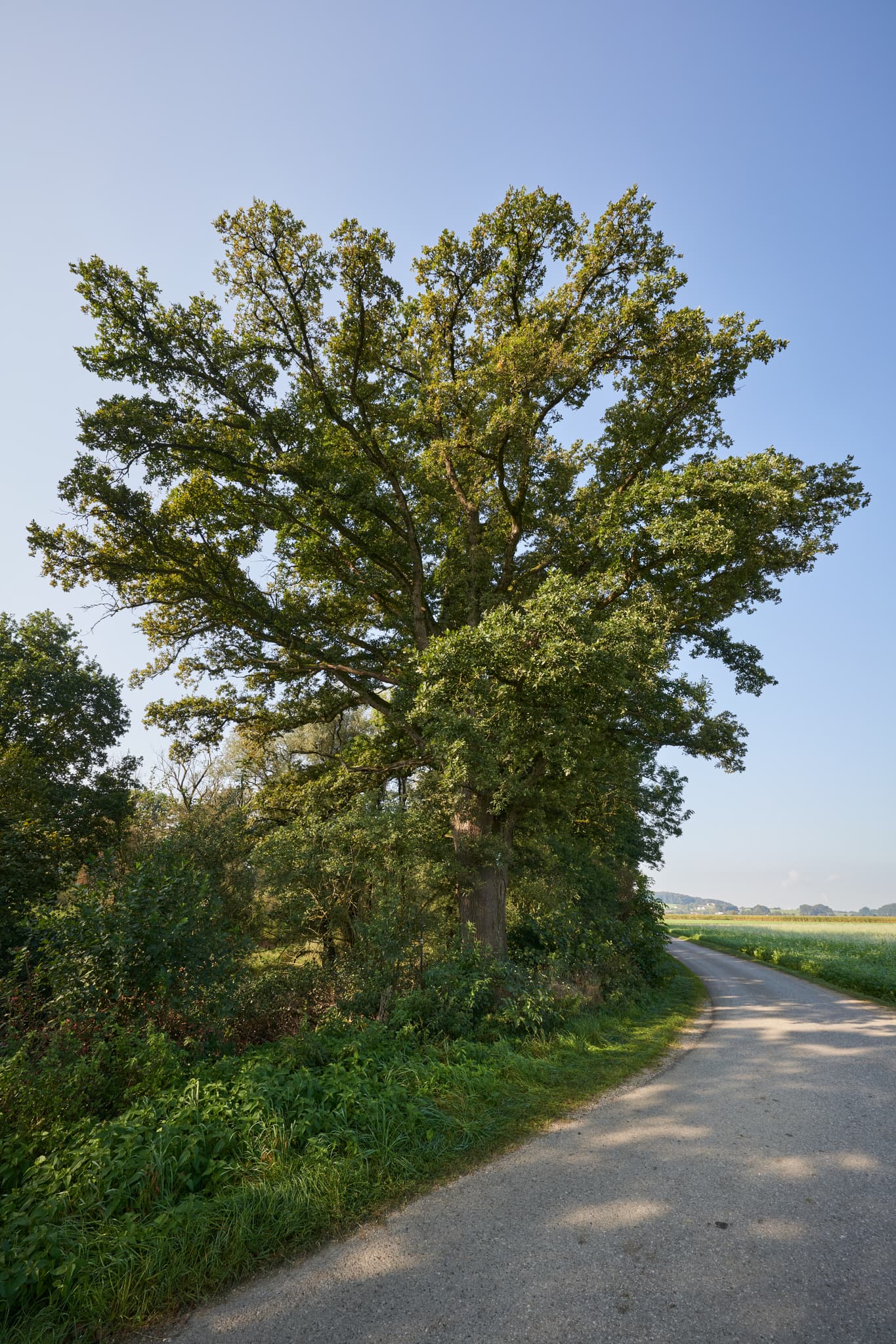 Alter Baum am Pilgerweg in Badhöring, Mehring, Altötting, Oberbayern. Die Landschaft der Region Inn-Salzach zeigt Felder unter klarem blauen Himmel.