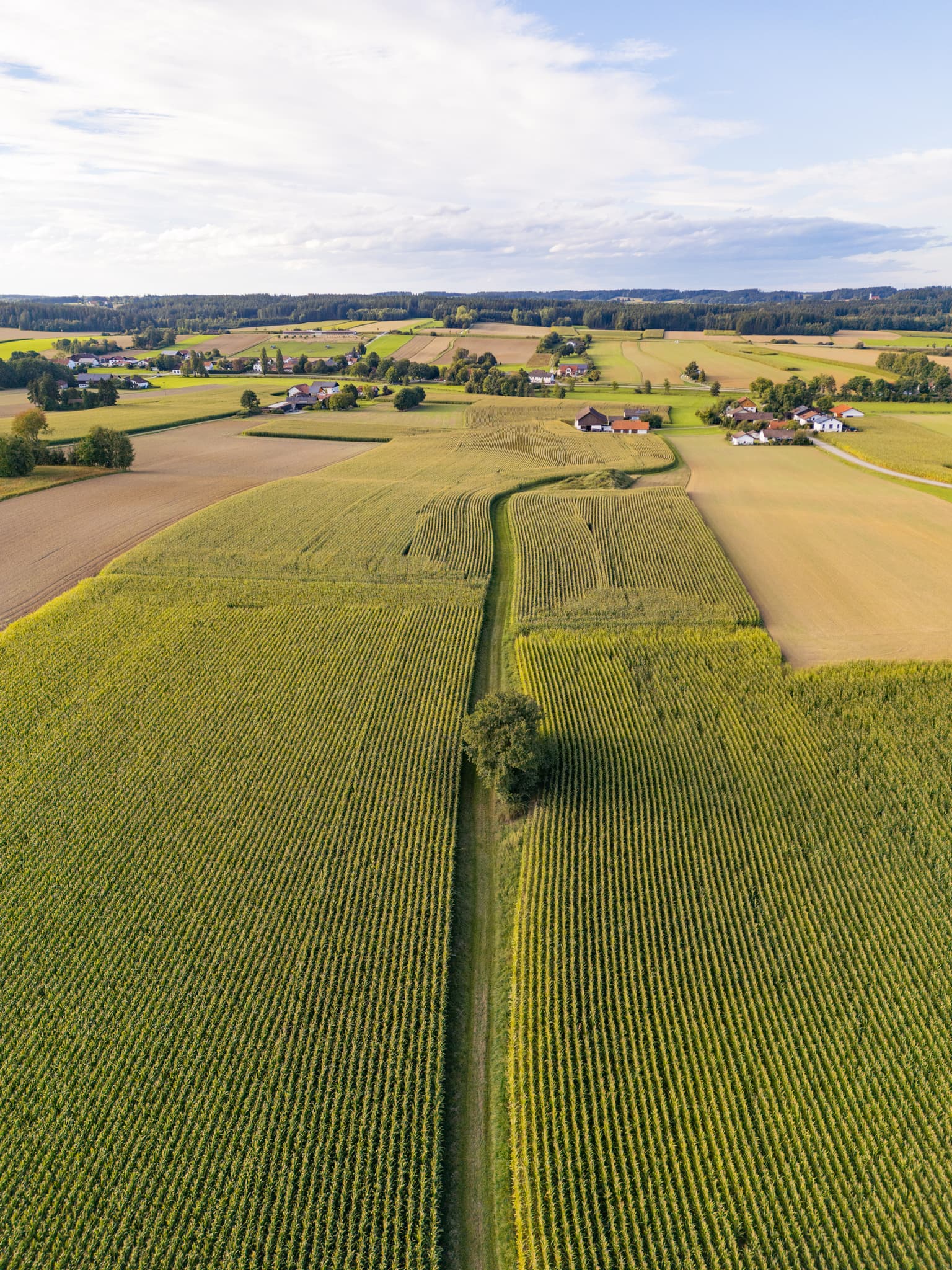 Luftbild von Maisfeldern, Dirnaich, Gemeinde Gangkofen, im Landkreis Rottal-Inn. Gelegen in Niederbayern, Deutschland, Holzland, landwirtschaftliche Landschaft.