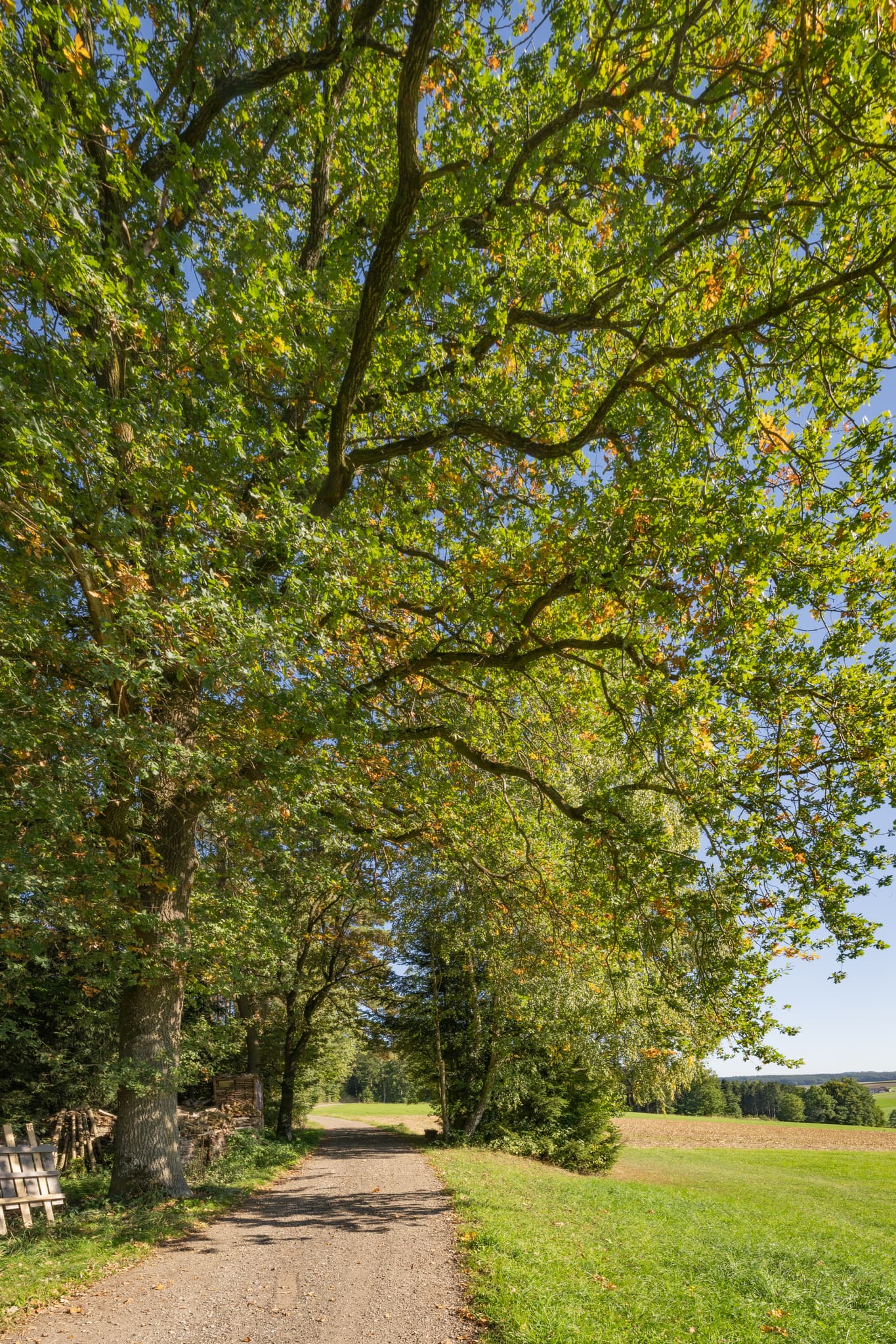 Landschaft am Wanderweg 2 nahe Lapperding  nach Guteneck, Johanniskirchen, Rottal-Inn ist umgeben von Bäumen und grünen Wiesen, Holzland in Niederbayern.