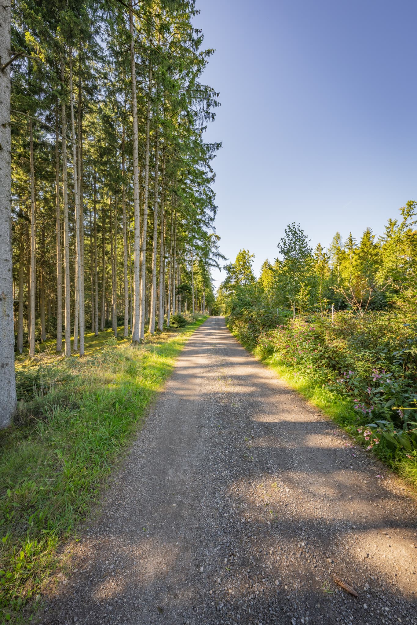Waldweg in Guteneck, Johanniskirchen, Landkreis Rottal-Inn, Niederbayern. Landschaft im Holzland, Deutschland, Wanderweg 2 nach Lapperding