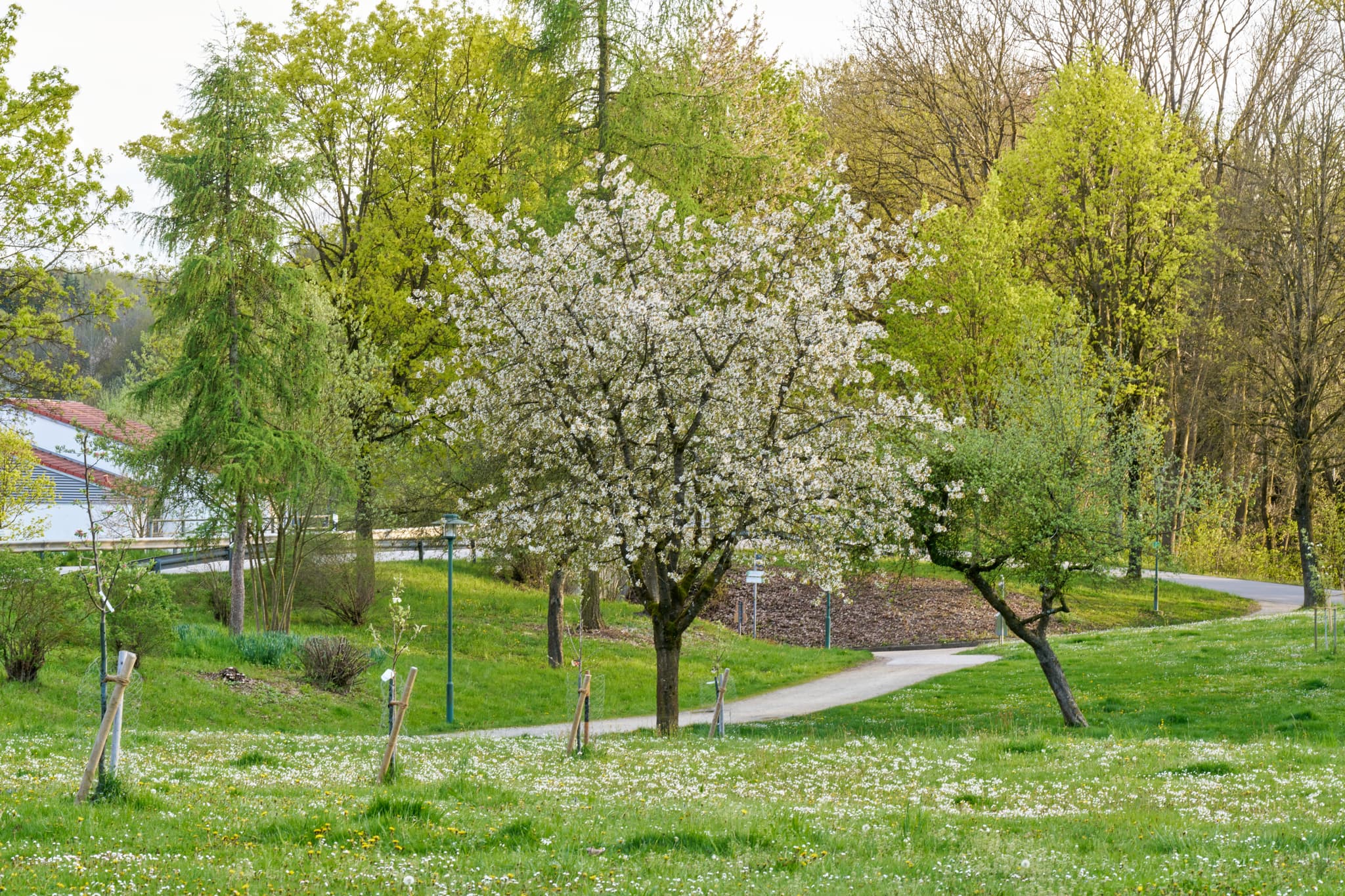 Parklandschaft in Bad Griesbach, Landkreis Passau, Niederbayern.Blühende Bäume im Frühling.Niederbayern, Ostbayern, Deutschland.
