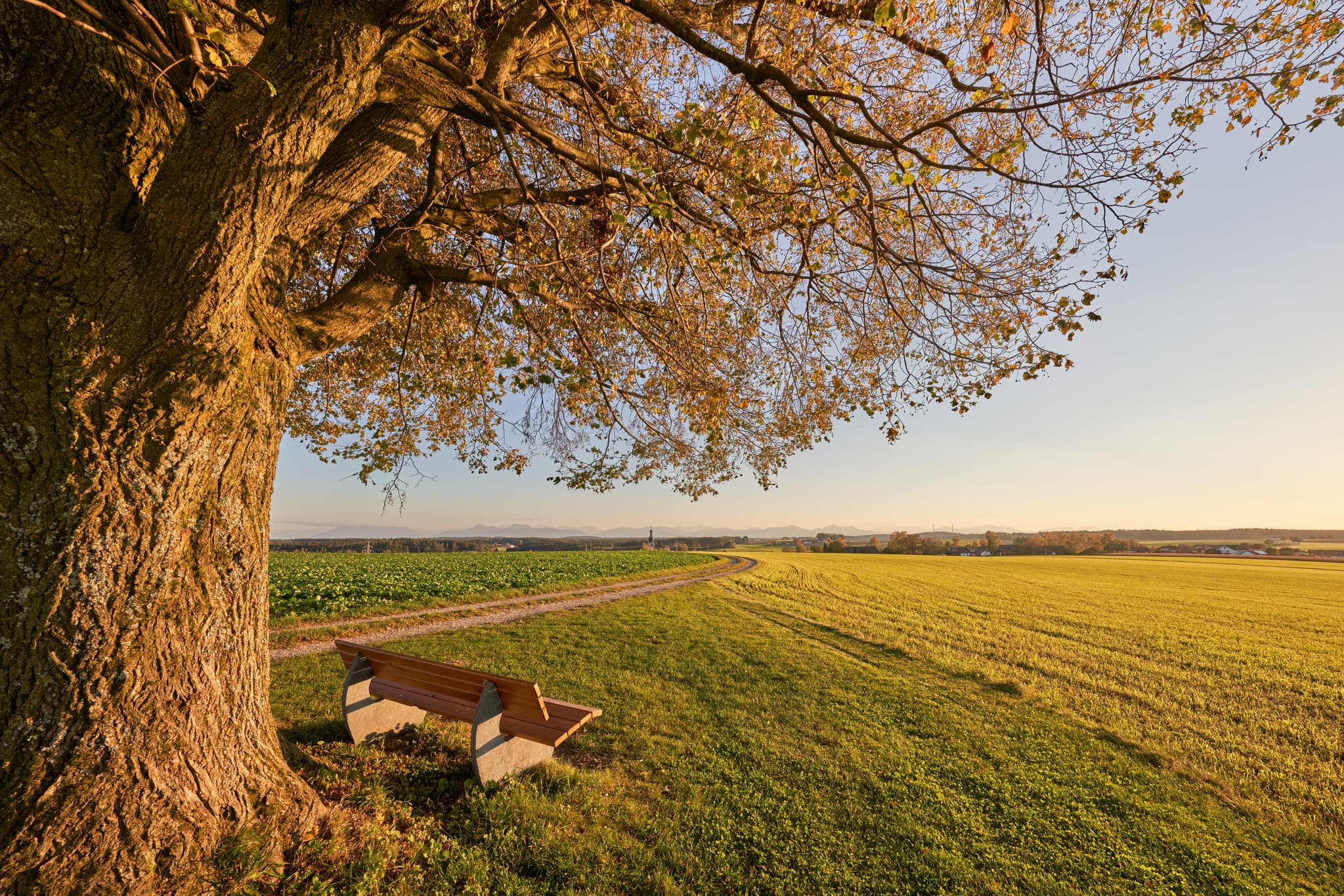 Weitläufige Felder mit einem markanten Baum und einer Bank am Wegesrand in Tyrlaching, Landkreis Altötting, Oberbayern, Inn-Salzach, Deutschland.