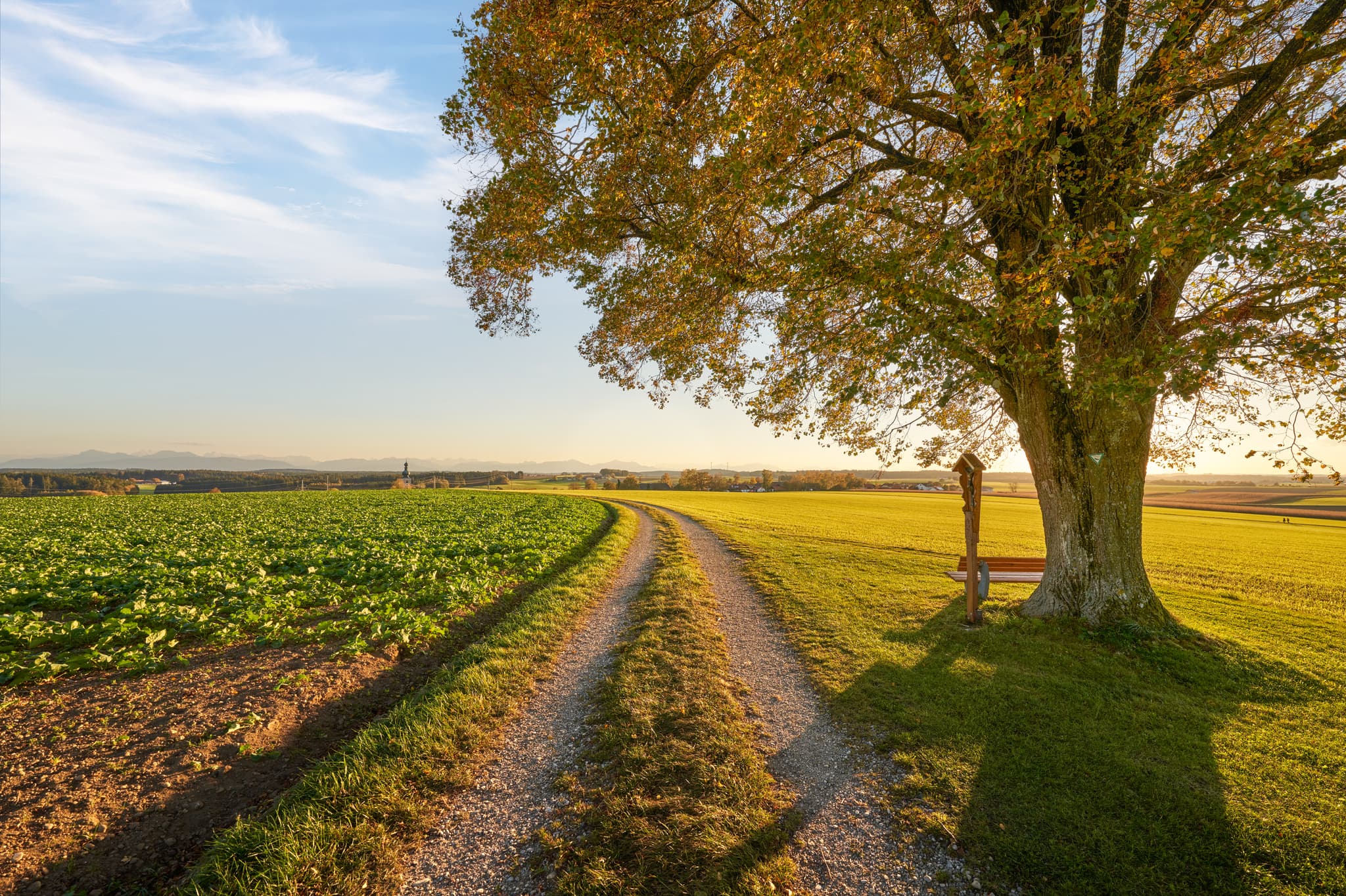Idyllische Herbstlandschaft in Tyrlaching, Landkreis Altötting, Oberbayern (Region Inn-Salzach), Deutschland. Ein Feldweg führt an einem Baum mit Bank vorbei.
