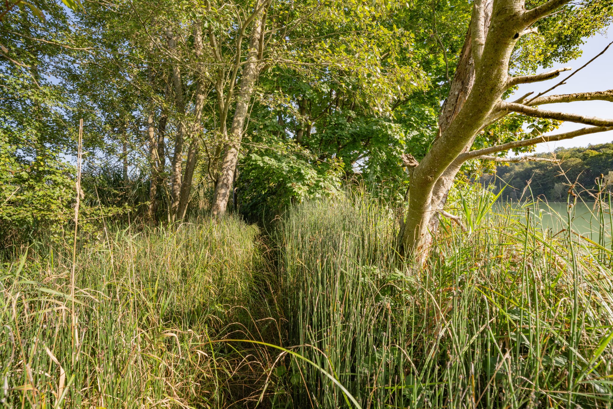 Schmaler Pfad durch Schilf und hohes Gras in Innspitz, Haiming, Landkreis Altötting, Oberbayern. Natürliche Landschaft der Region Inn-Salzach, Deutschland.