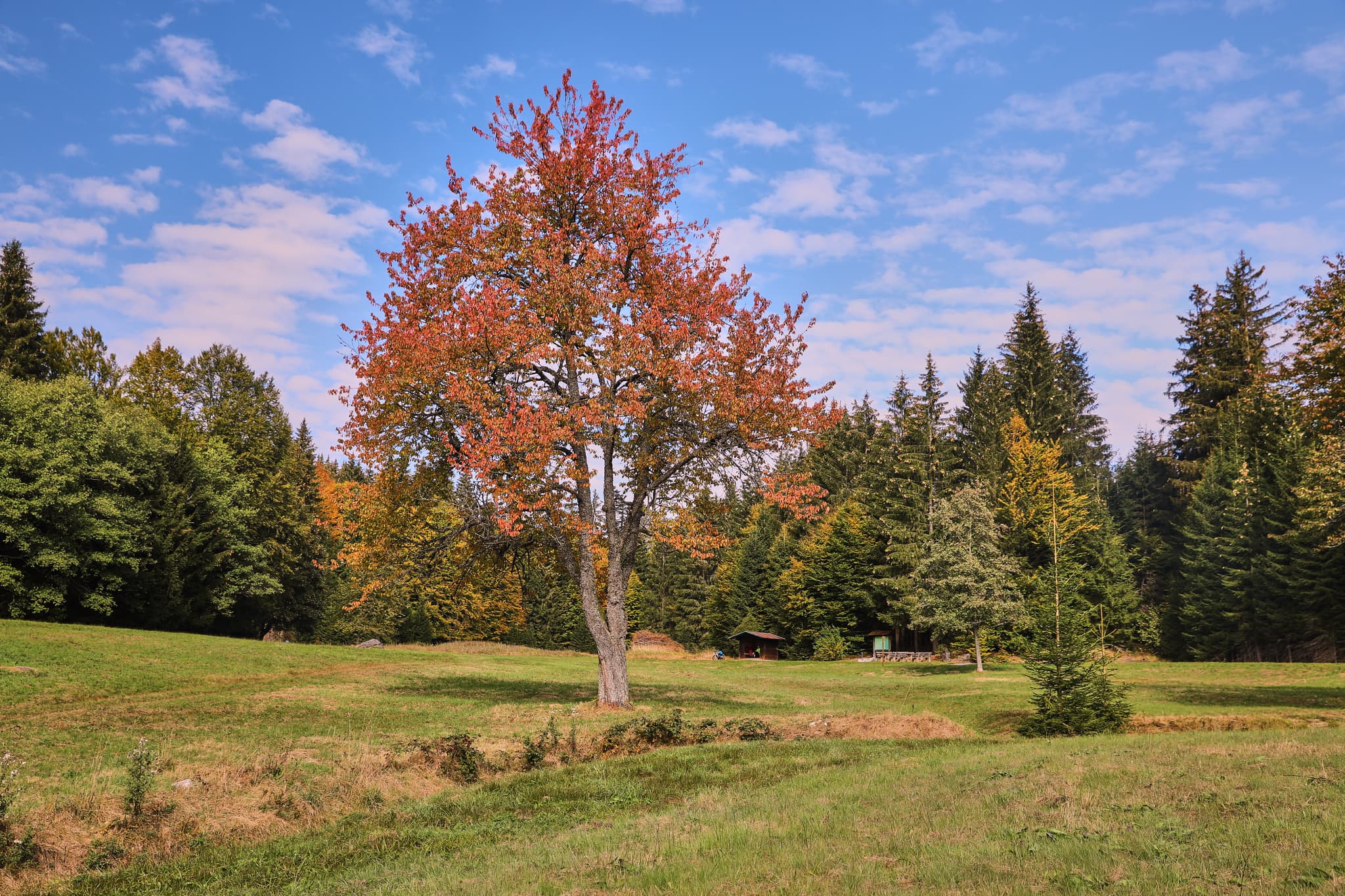 Herbstliche Landschaft am Nordic-Walking-Trail um die Trinkwassertalsperre zwischen Hirschbach und Kleiner Regen, Niederbayern, Bayerischer Wald.