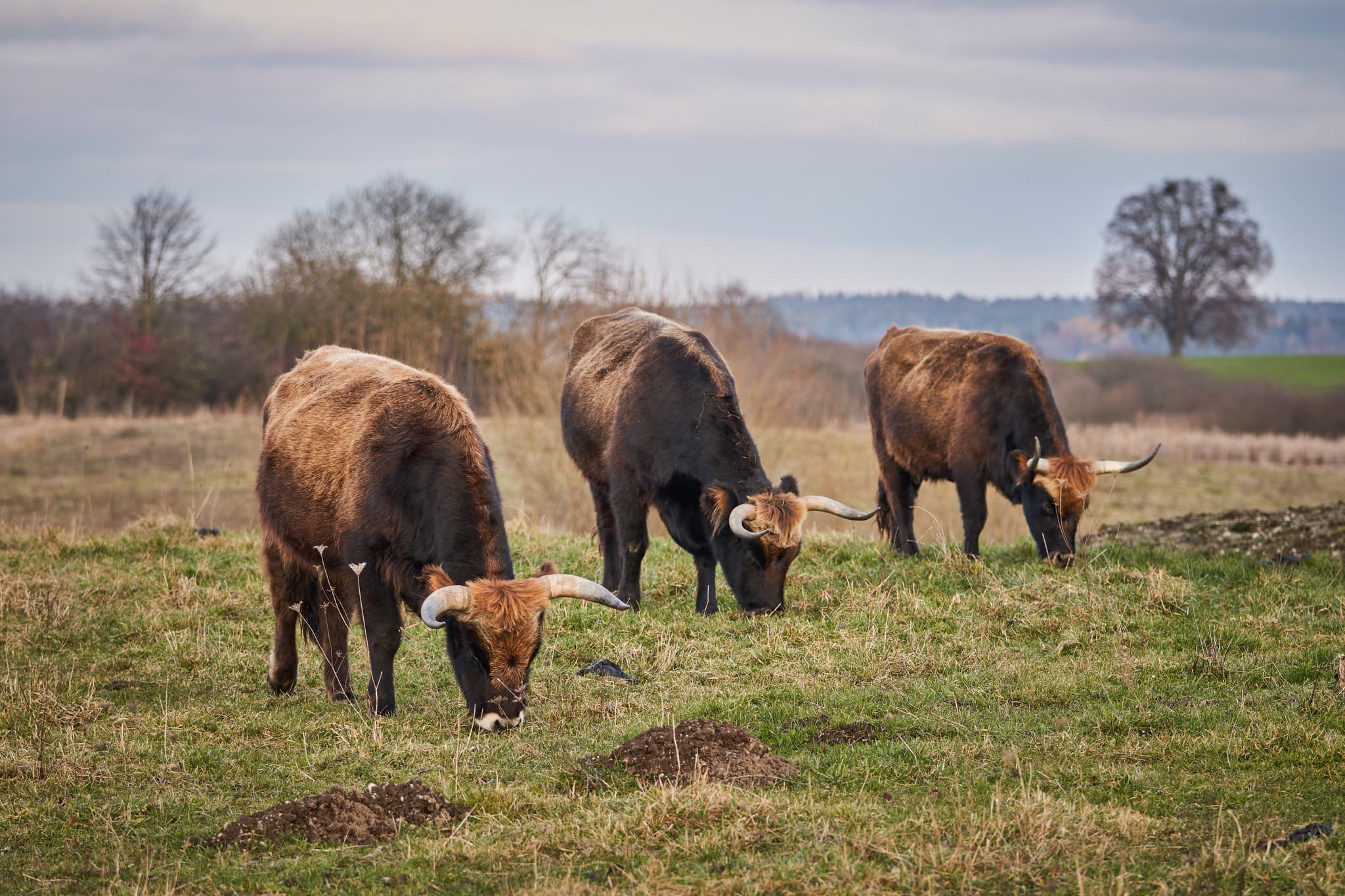 Highland-Rinder auf der Weide im Astner Moos bei Tittmoning in Oberbayern, Region Inn-Salzach, Deutschland. Idyllisches Landschaftsbild.