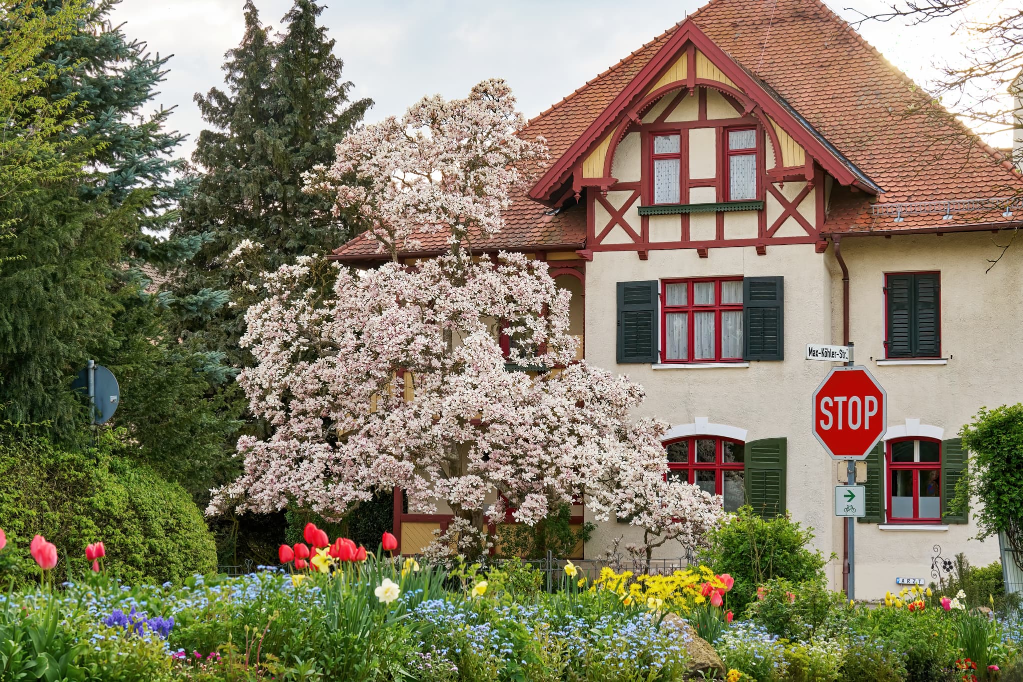Bild einer Magnolie in voller Blüte in Bad Griesbach, Landkreis Passau, Niederbayern, Bayern, Deutschland.