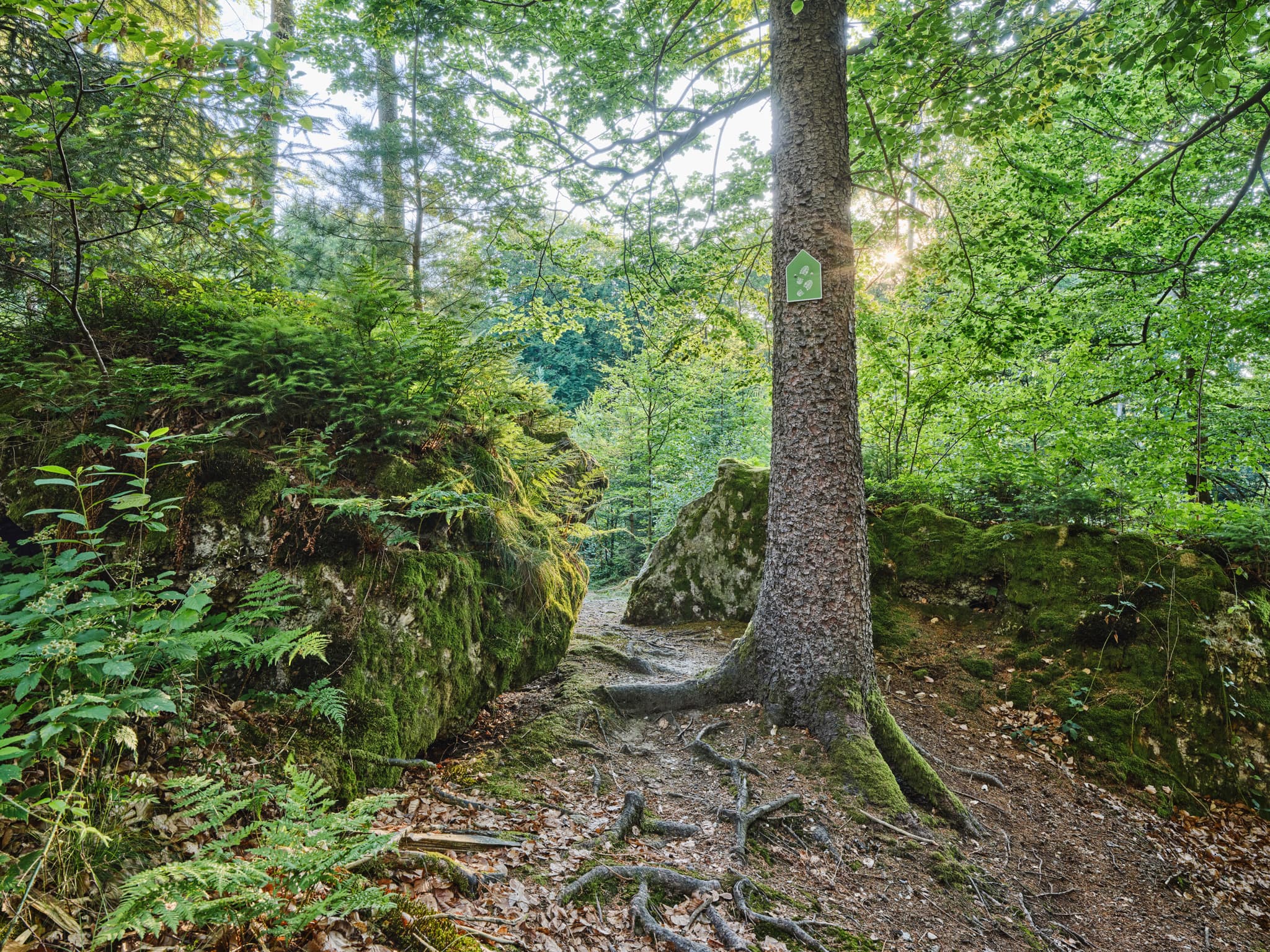 Waldweg bei Kultstein, Bad Griesbach, Landkreis Passau, Niederbayern, Bayern, Deutschland. Der Weg führt an einem mit Moos bewachsenen Felsen vorbei.