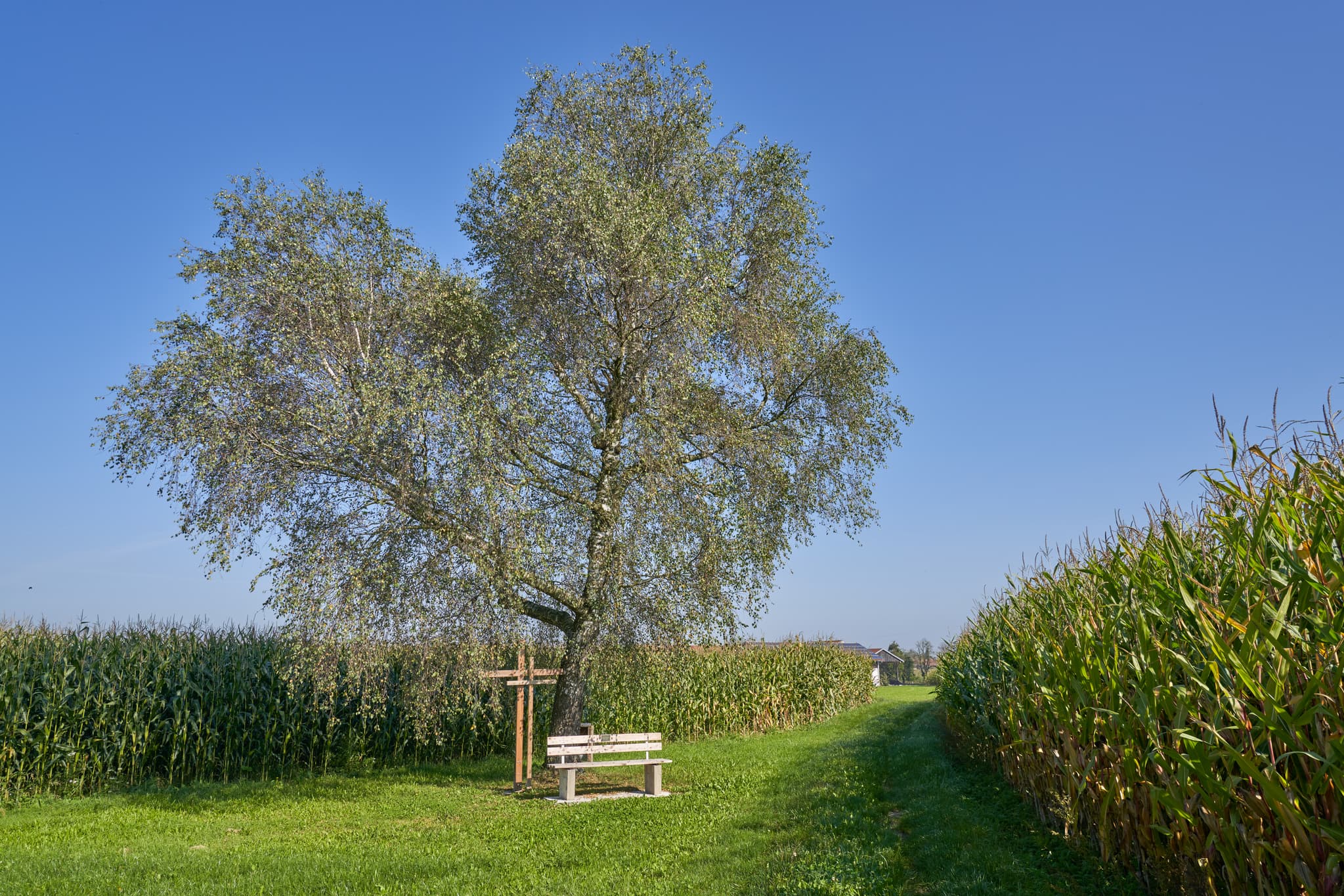 Der St.-Rupert-Pilgerweg bei Brandstätt bei Kastl, Altötting, Oberbayern, Deutschland, Inn-Salzach. Baum, Kreuz und Bank zwischen Feldern.
