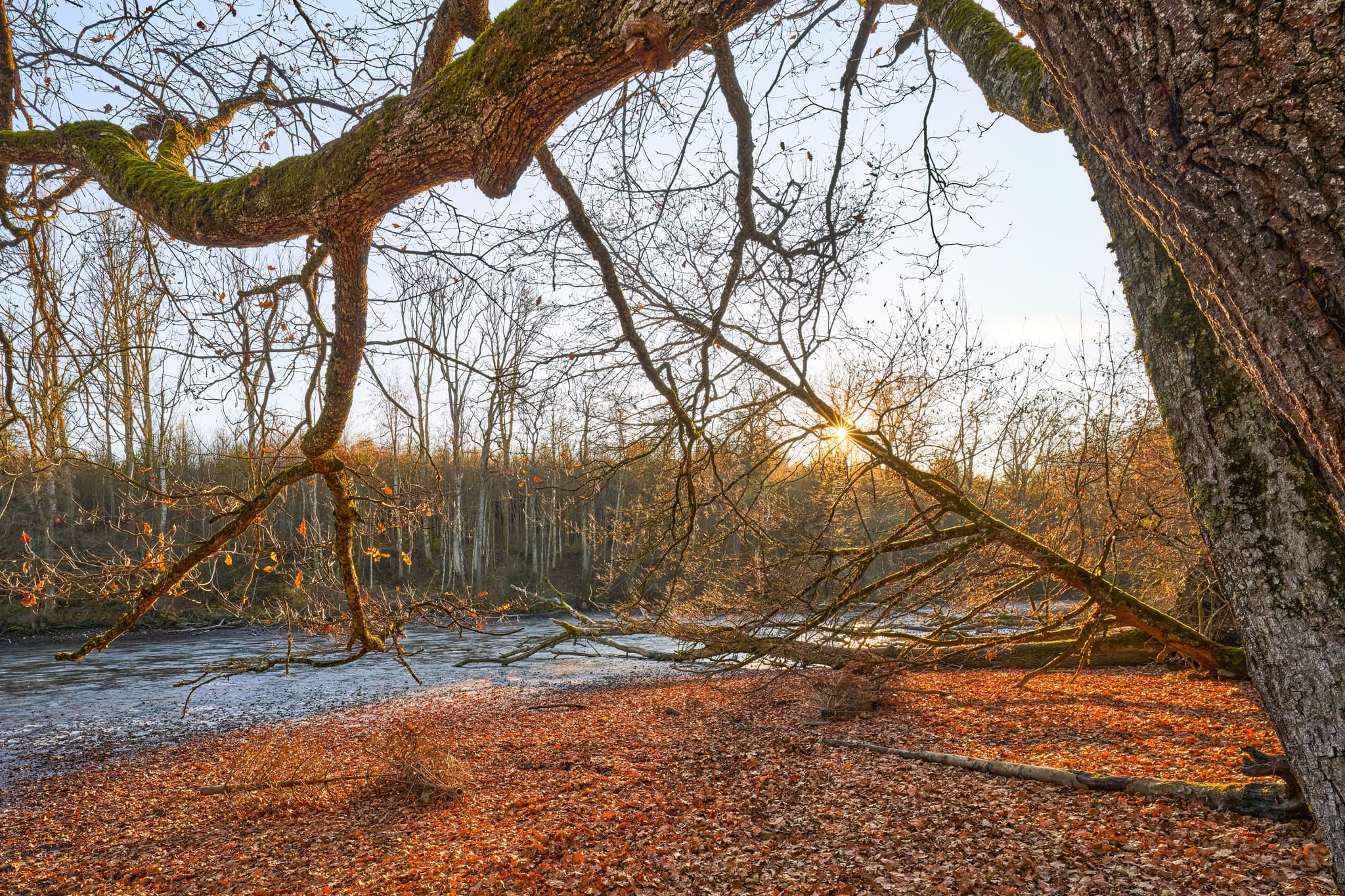 Herbstliche Wald- und Flusslandschaft in Gern, Eggenfelden, Rottal-Inn. Charakteristische Naturkulisse im Holzland, Niederbayern, Deutschland.