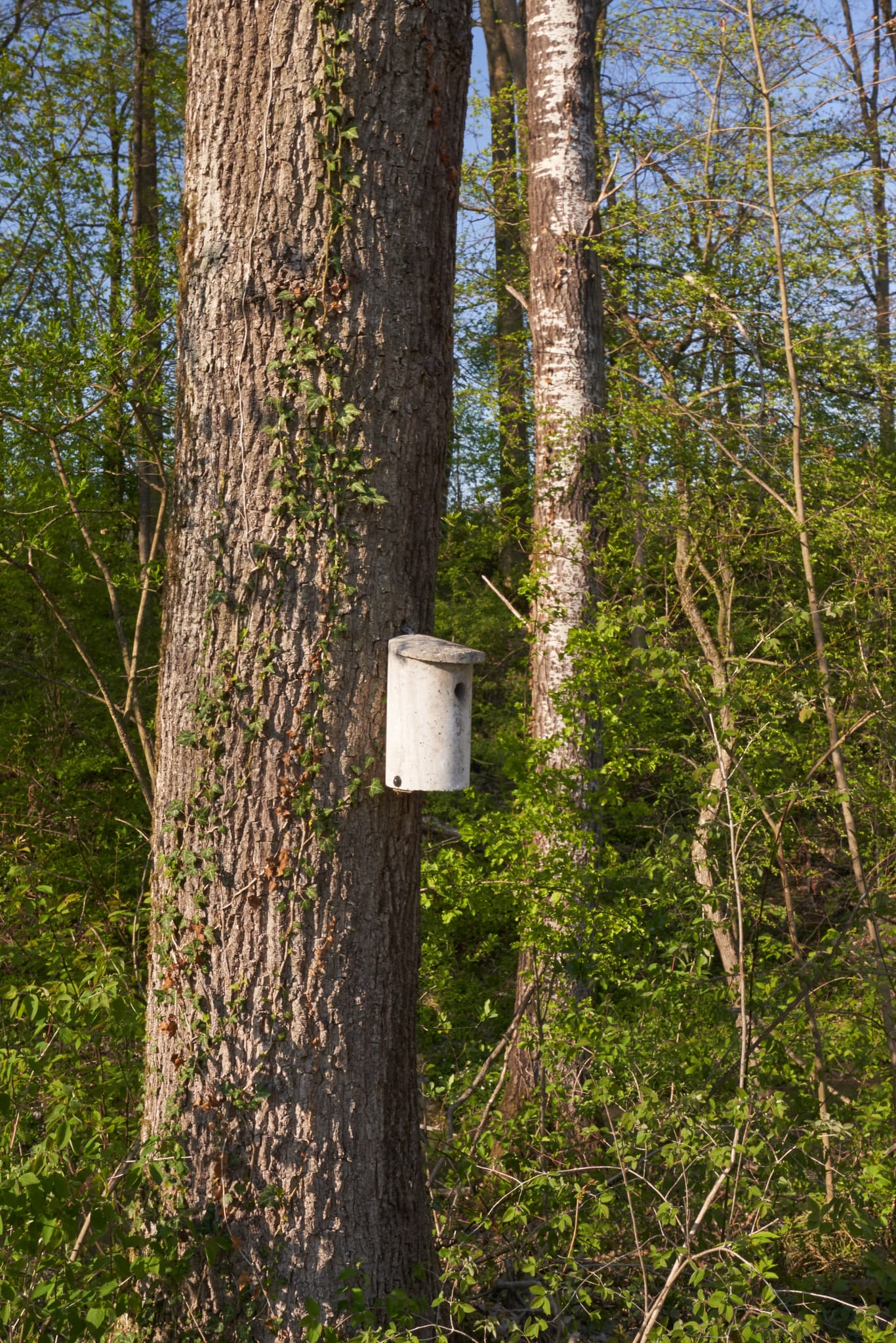 Ein Vogelhaus am Baum, Teil der Renaturierung am Inn Kraftwerk in Stammham, Altötting, Oberbayern. Diese Maßnahme unterstützt die Artenvielfalt in der Region.