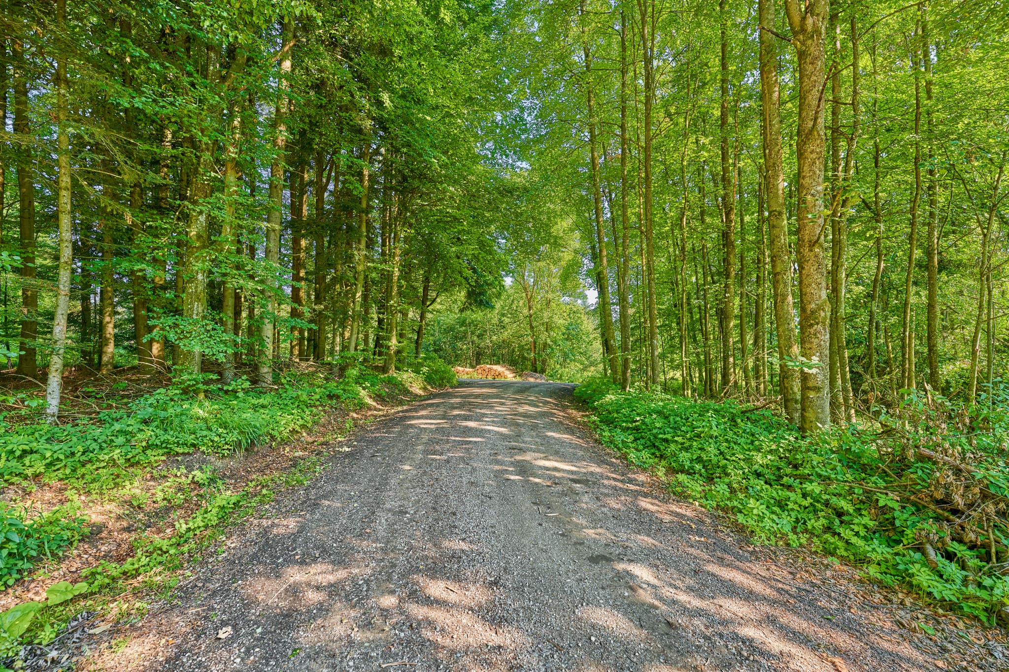 Idyllische Forststraße am Hampersberg in Erharting, Landkreis Mühldorf am Inn. Entdecke die Natur der Region Inn-Salzach in Oberbayern, Deutschland.
