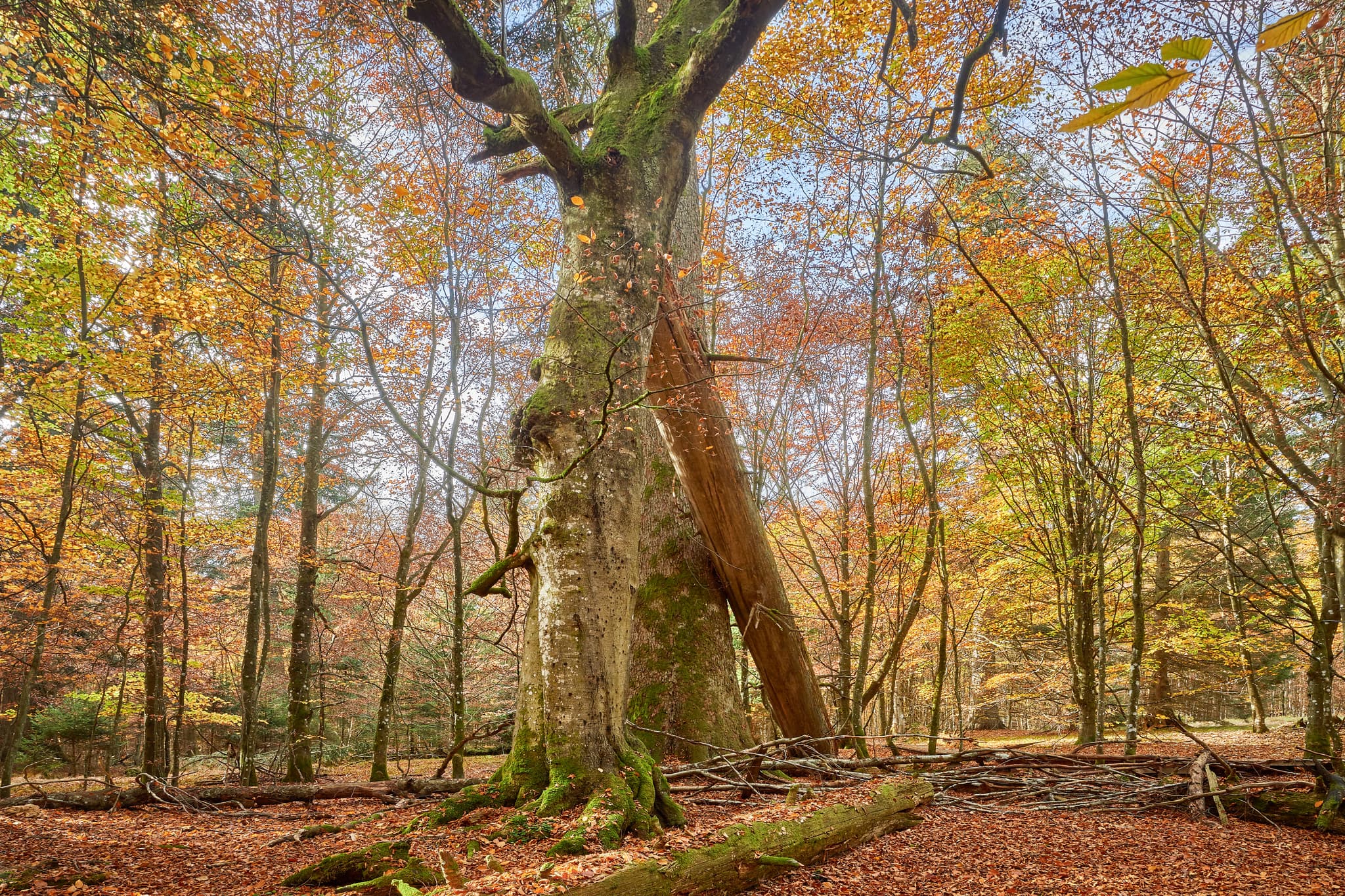 Imposante Baumriesen im Hans-Watzlik-Hain bei Bayerisch Eisenstein, Landkreis Regen, Niederbayern. Herbstliche Waldlandschaft im Bayerischen Wald, Deutschland.