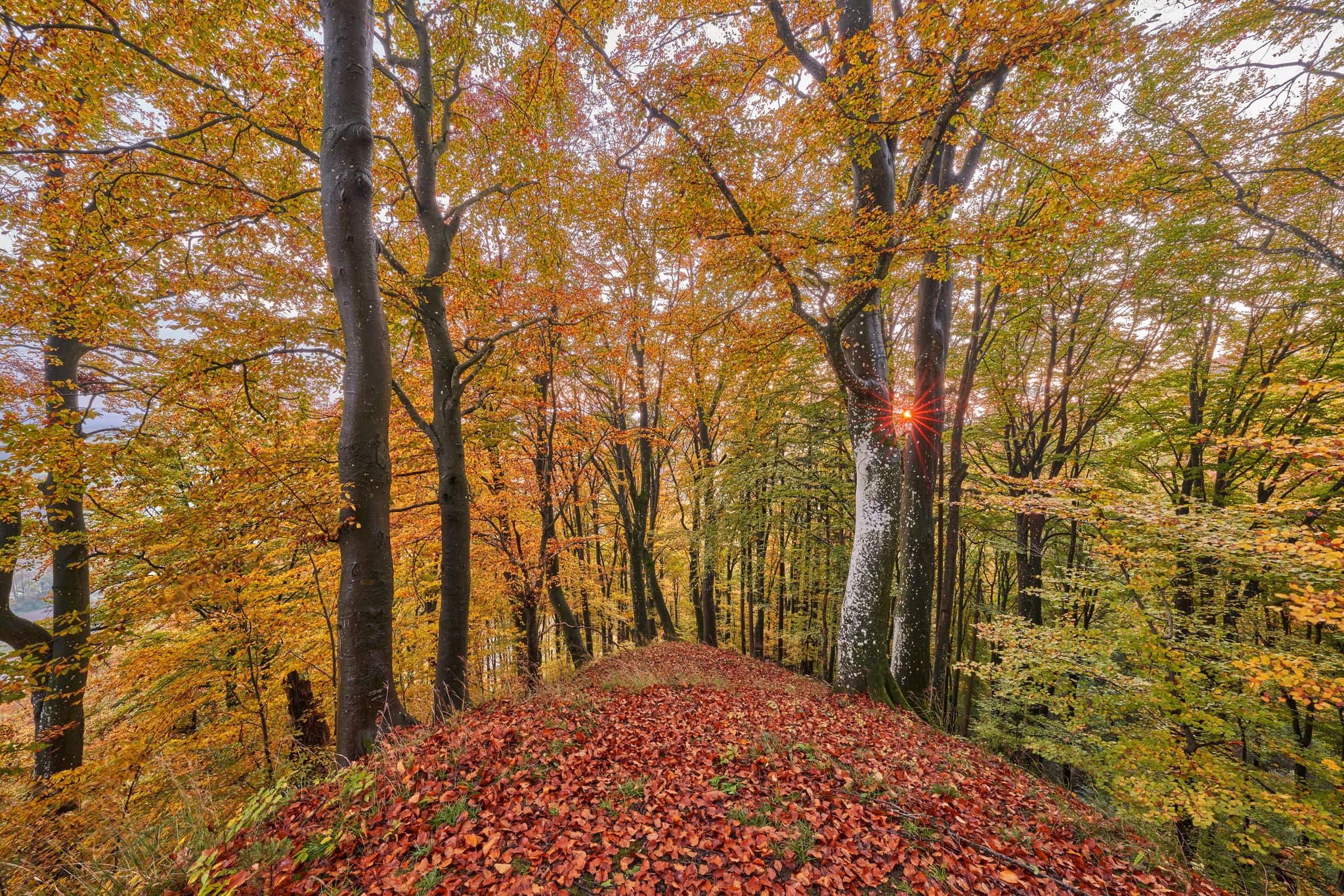 Herbstliche Waldlandschaft am Berg Dachlwand, Perach, Altötting, Oberbayern. Die Inn-Salzach Region in Deutschland mit farbenprächtigem Herbstlaub.