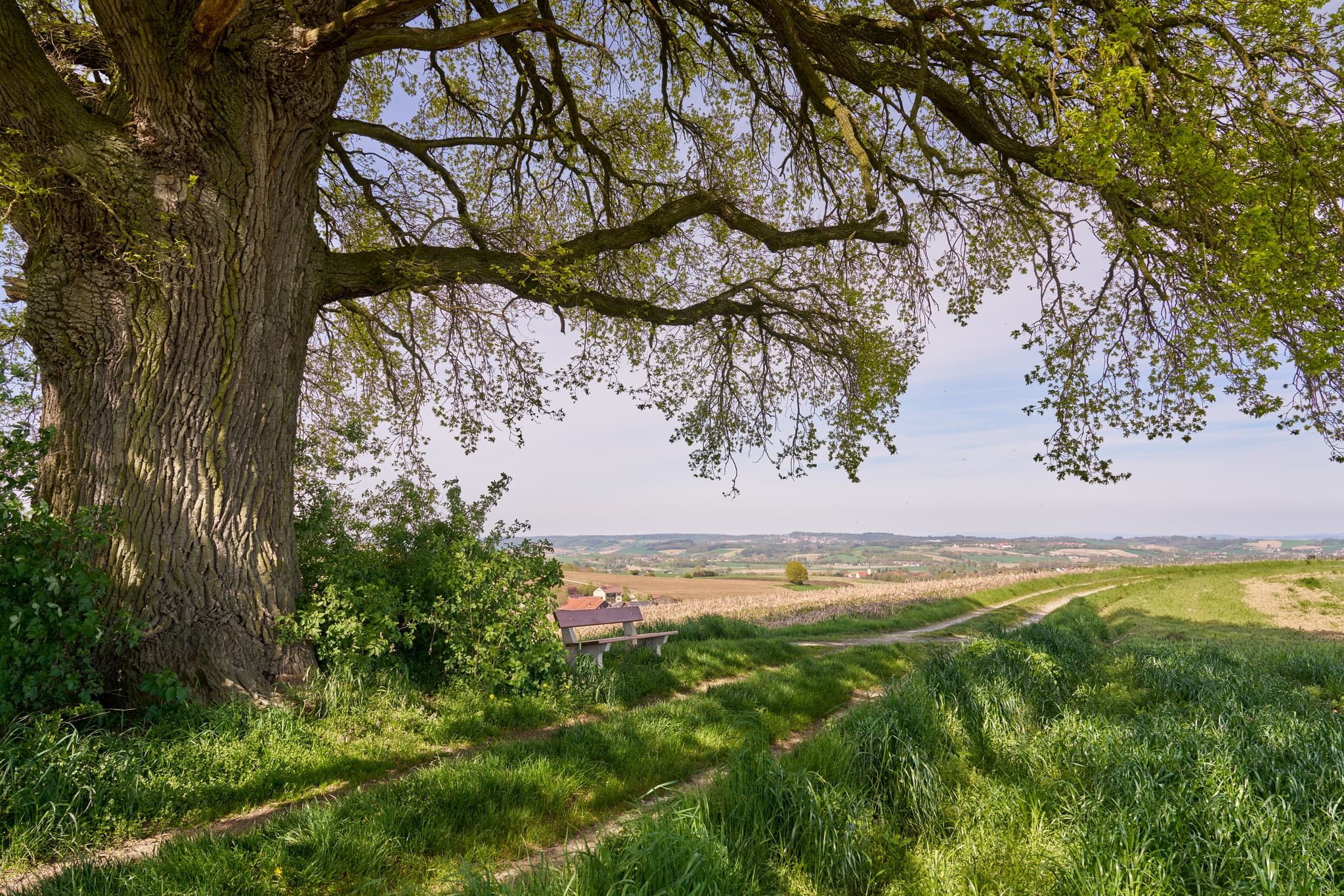 Kronwitt Eiche bei Bayerbach im Landkreis Rottal-Inn, Niederbayern, Holzland/Bäderdreieck, Bayern, Deutschland, Wandern und Natur erleben.