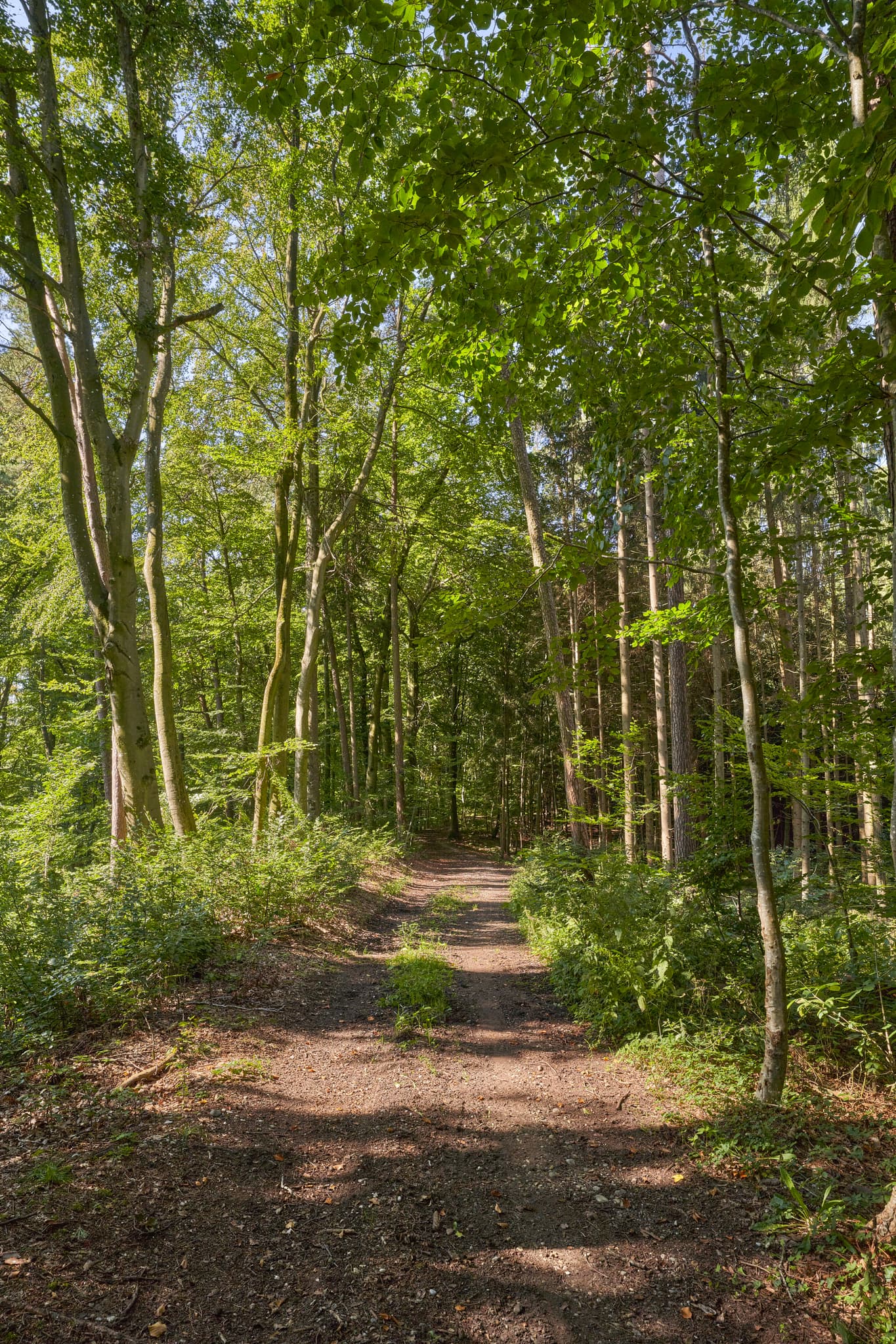 Idyllischer Waldweg im Laubwald. Dieser Pfad befindet sich in Kastl, Landkreis Altötting, Oberbayern, Region Inn-Salzach, Deutschland.
