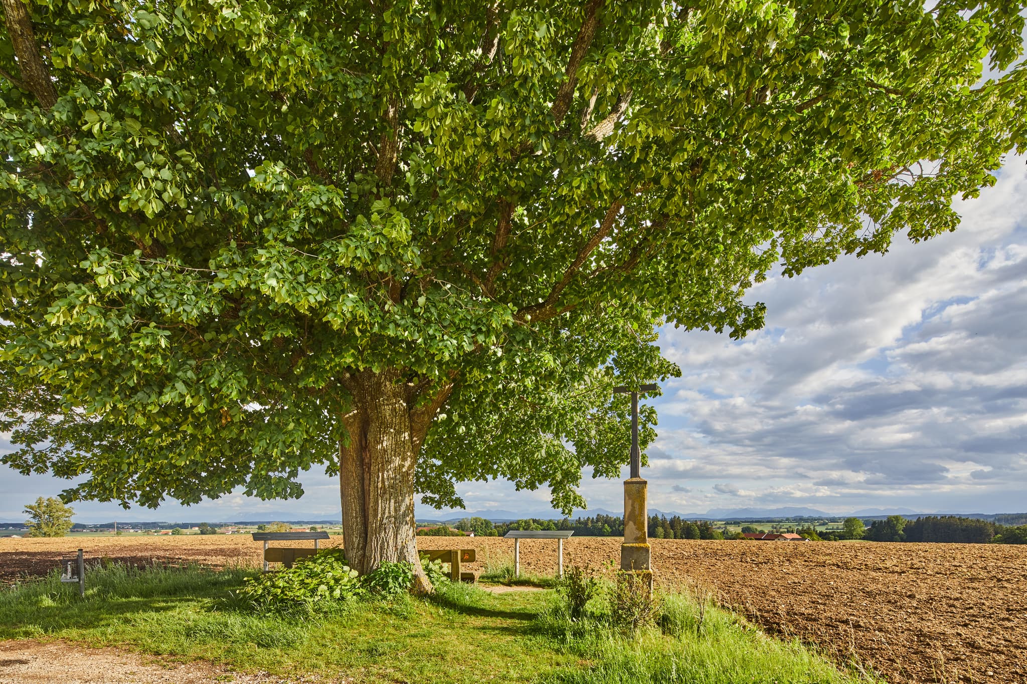 Aussichtspunkt Kobeln bei Wald, Garching, Altötting, Oberbayern. Ein alter Baum mit Sitzbank und Marterl, Felder der Inn-Salzach Region in Deutschland.