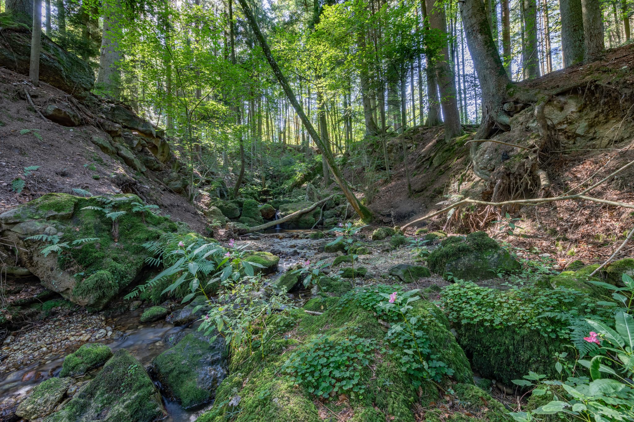 Kirnbach im Ameringer Graben bei Stubenberg, Rottal-Inn, Niederbayern, Holzland, Bayern, Deutschland.