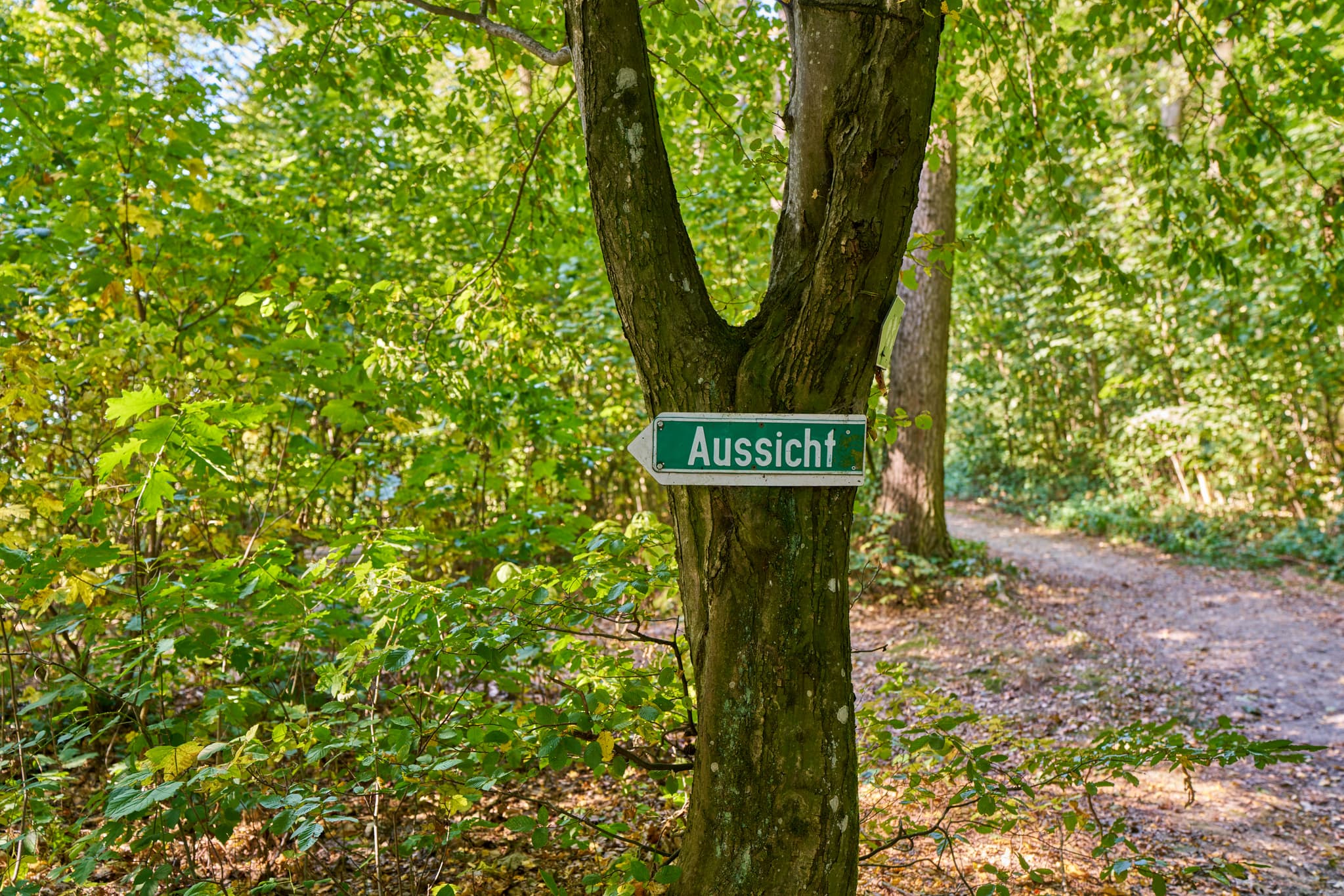 Waldweg in Bad Griesbach, Landkreis Passau, Niederbayern, Bayerischer Wald, Deutschland. Aussichtsschild im Wald. Der Weg führt durch dichten Baumbestand.
