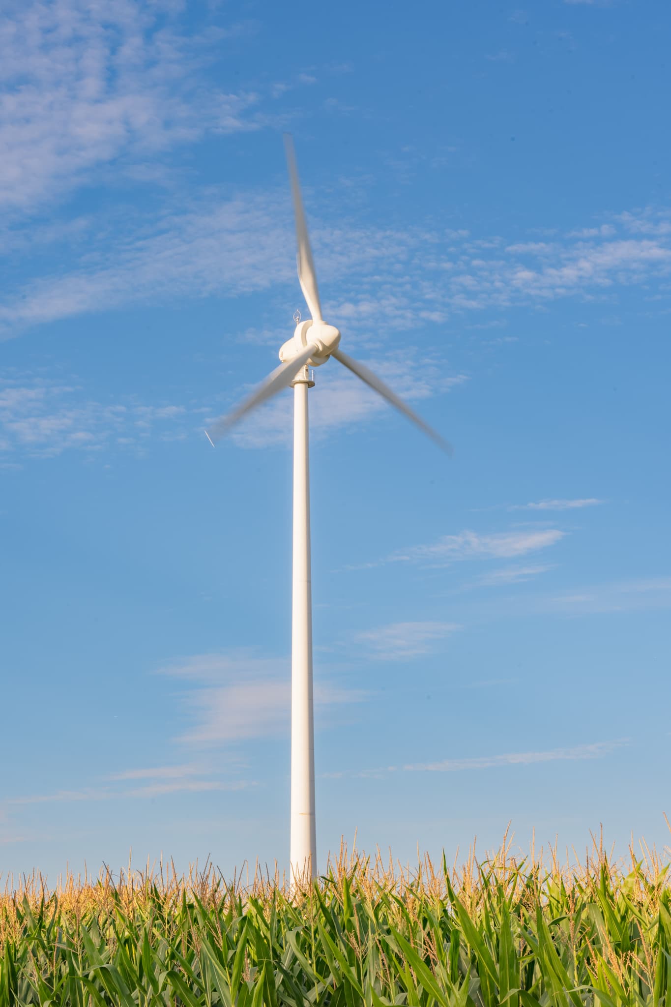 Windpark in Dirnaich, Gangkofen, Landkreis Rottal-Inn, Niederbayern. Moderne Energieanlage in weitem Maisfeld im Holzland, Deutschland, unter blauem Himmel.