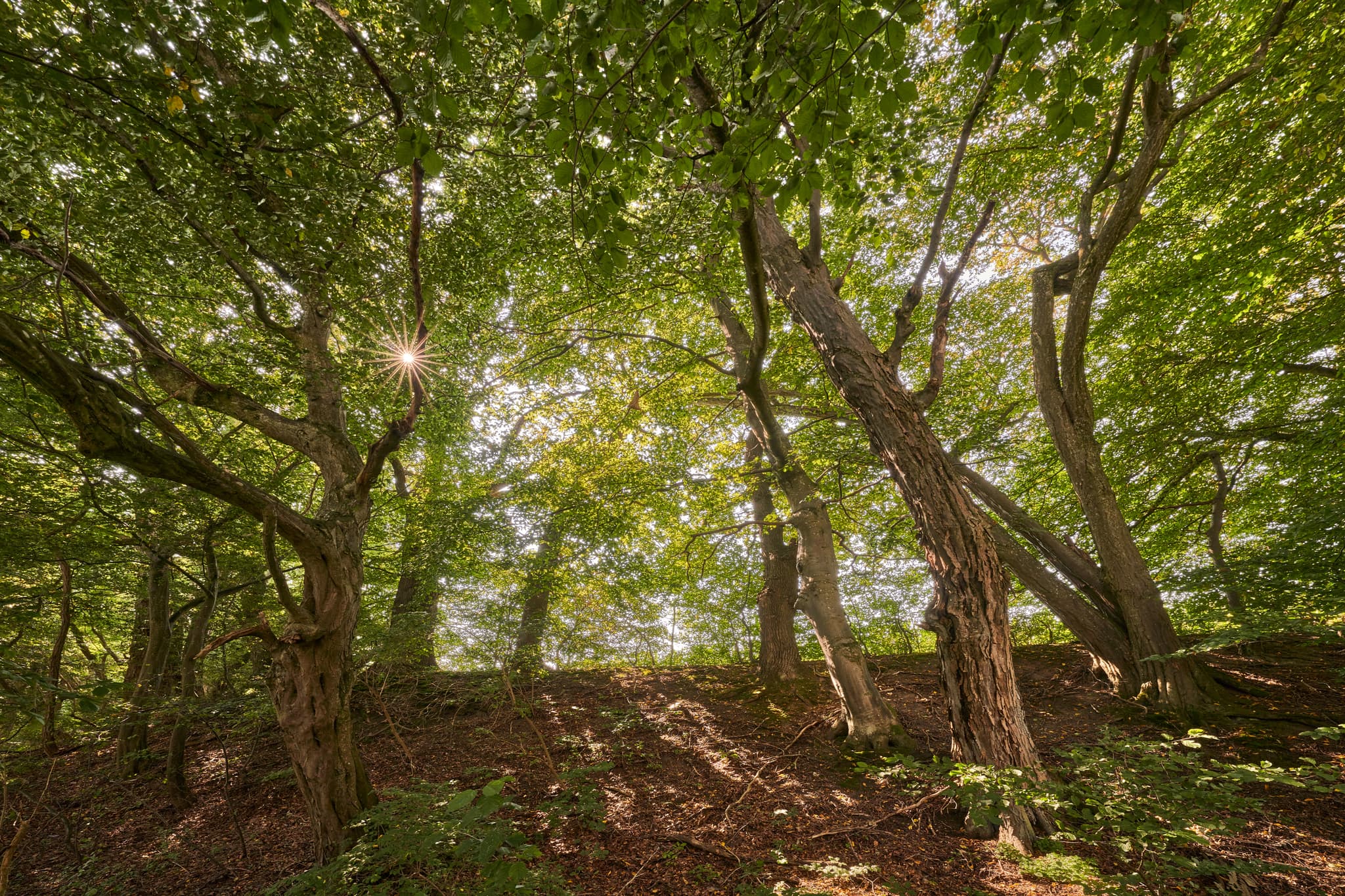 Mystische Bäume säumen den Isenkanal nahe des Isen-Stausee in Winhöring, Landkreis Altötting, Oberbayern, Inn-Salzach Gebiet, Deutschland.