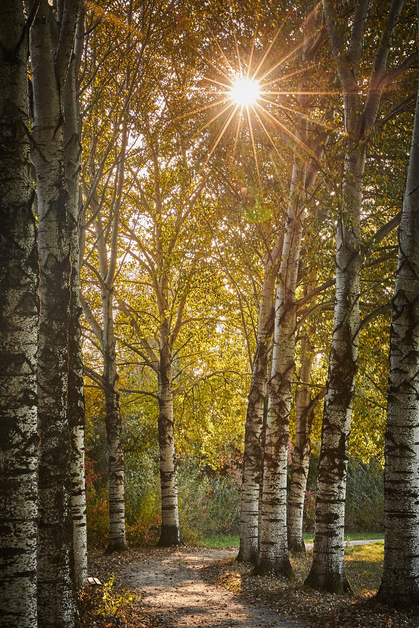 Sonnenuntergang Pappel-Allee, Freilichtmuseum Massing, Rottal-Inn, Niederbayern, Herbstliche Stimmung, Bäume im Sonnenlicht.