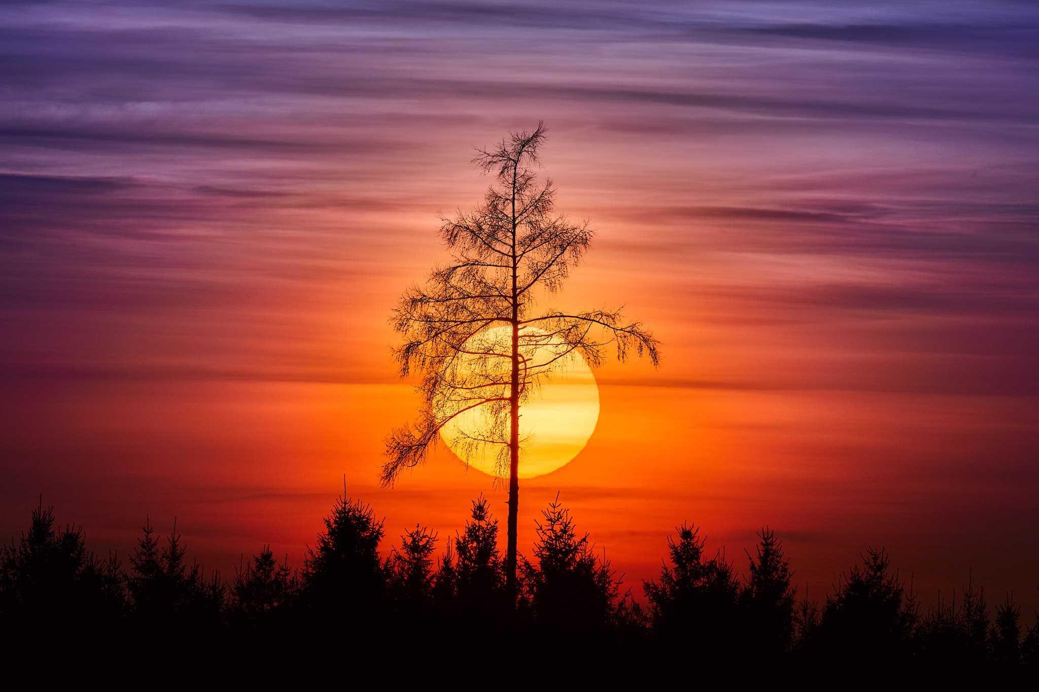 Eine Lärche überragt den Wald bei Weiher, Arbing in der Gemeinde Reischach vor einer wunderschönen Sonnenuntergangsstimmung, Landkreis Altötting, Oberbayern