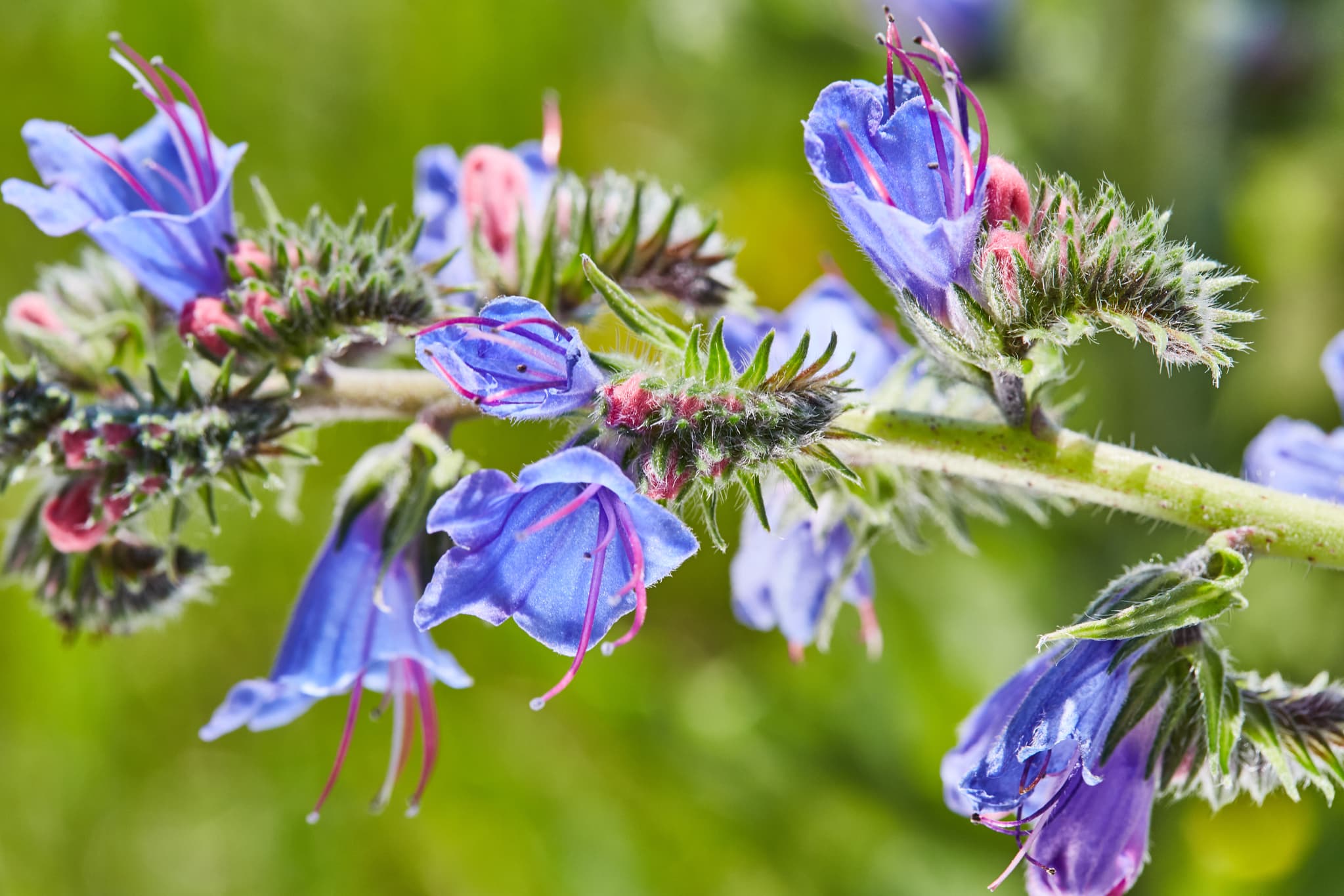 Nahaufnahme blühender Pflanzen im Unteren Inngebiet bei Ering am Inn, Rottal-Inn, Niederbayern. Flora der Region Holzland / Bäderdrieck in Deutschland.