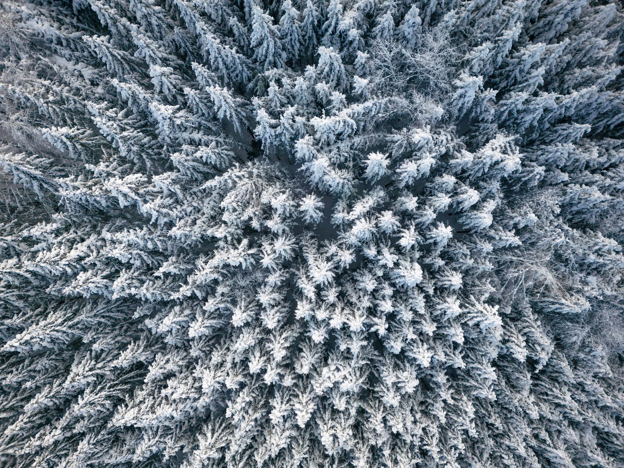 Luftbild eines verschneiten Waldes in Erlbach, Altötting, Oberbayern. Die dichten Bäume formen eine malerische Winterlandschaft. Ruhige Naturaufnahme.