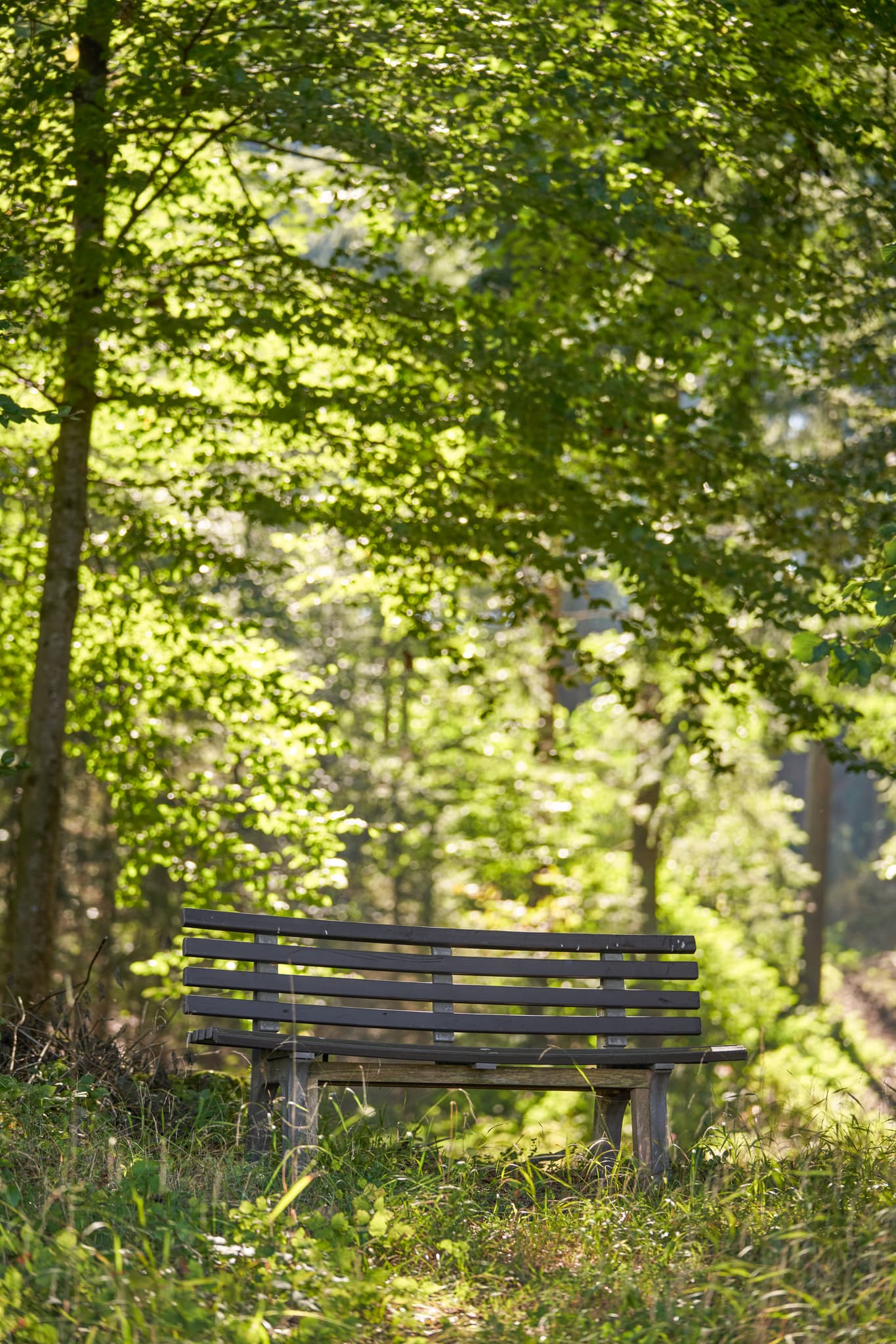 Parkbank am St.-Rupert-Pilgerweg Berger a. Brunn, nahe Kastl im Landkreis Altötting, Oberbayern, Deutschland. Natur und Wald der Region Inn-Salzach.