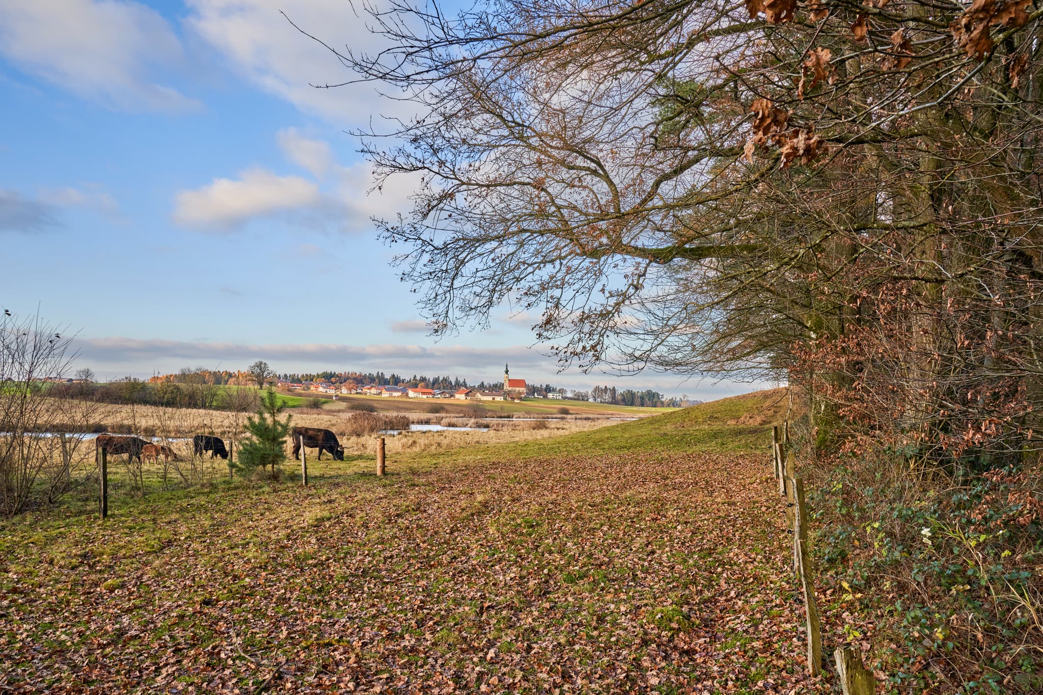 Landschaft im Astner Moos, Tittmoning im Landkreis Traunstein, Oberbayern, Deutschland. Das Bild zeigt weidende Rinder, Felder und Wald im Chiemgau.