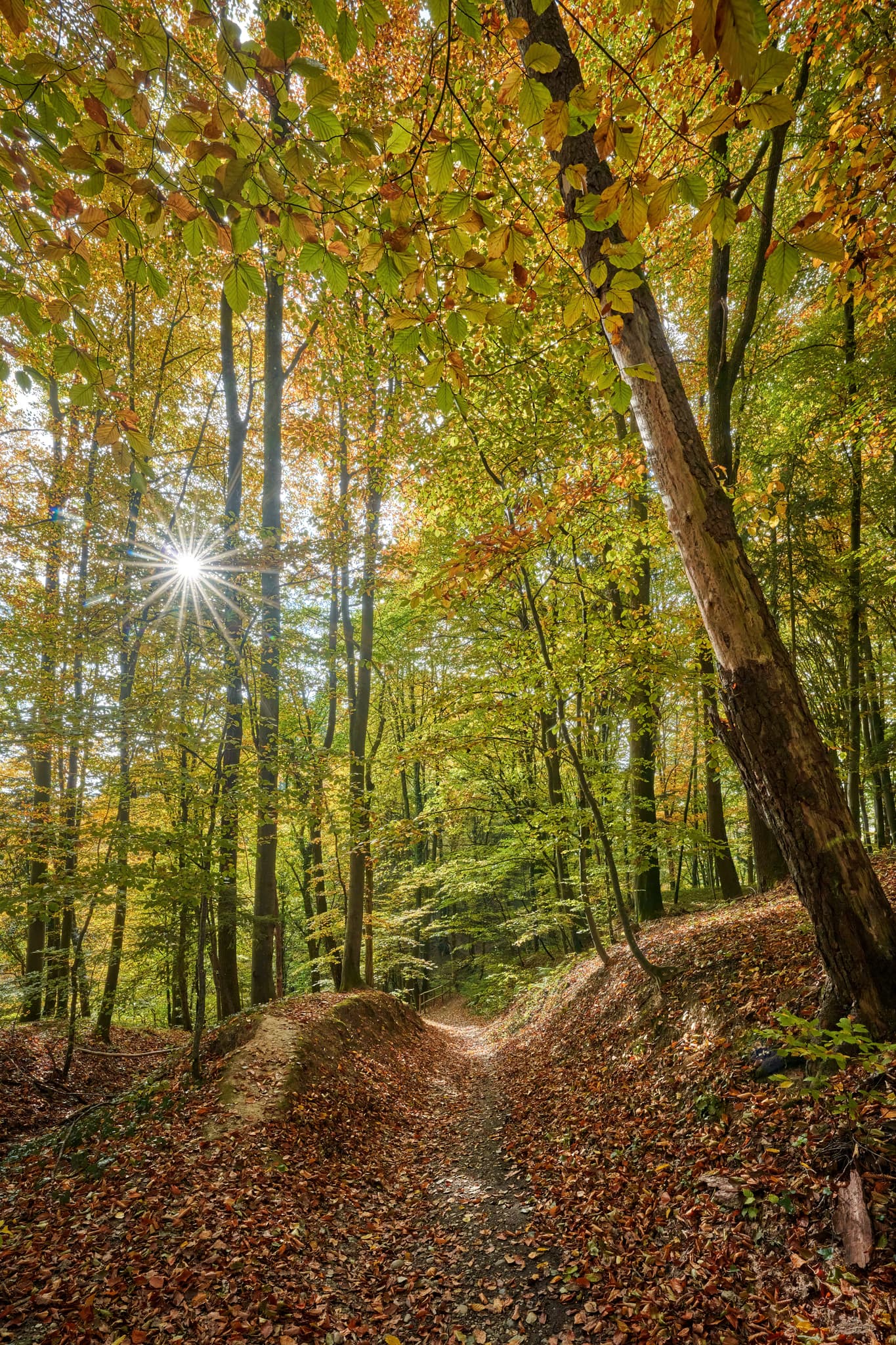 Malerischer Herbstwaldweg mit Laub und Sonnenstrahlen. Motiv in Leonberg, Gemeinde Marktl, Landkreis Altötting, Oberbayern, Inn-Salzach, Deutschland.