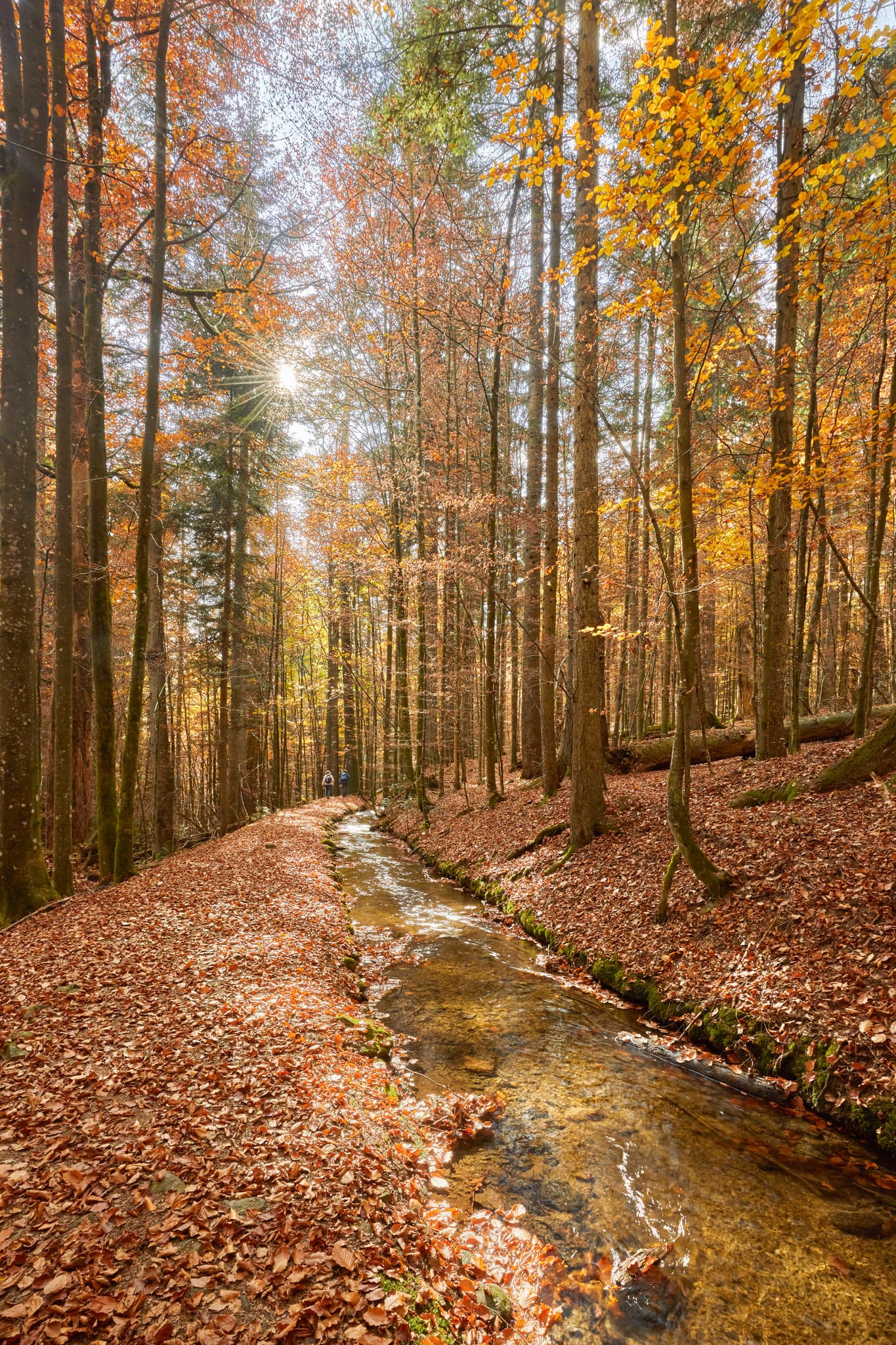 Herbstansicht Hans-Watzlik-Hain Schwellkanal, Bayerisch Eisenstein. Bachlauf im bunten Herbstwald, Landkreis Regen, Niederbayern. Region Bayerischer Wald.