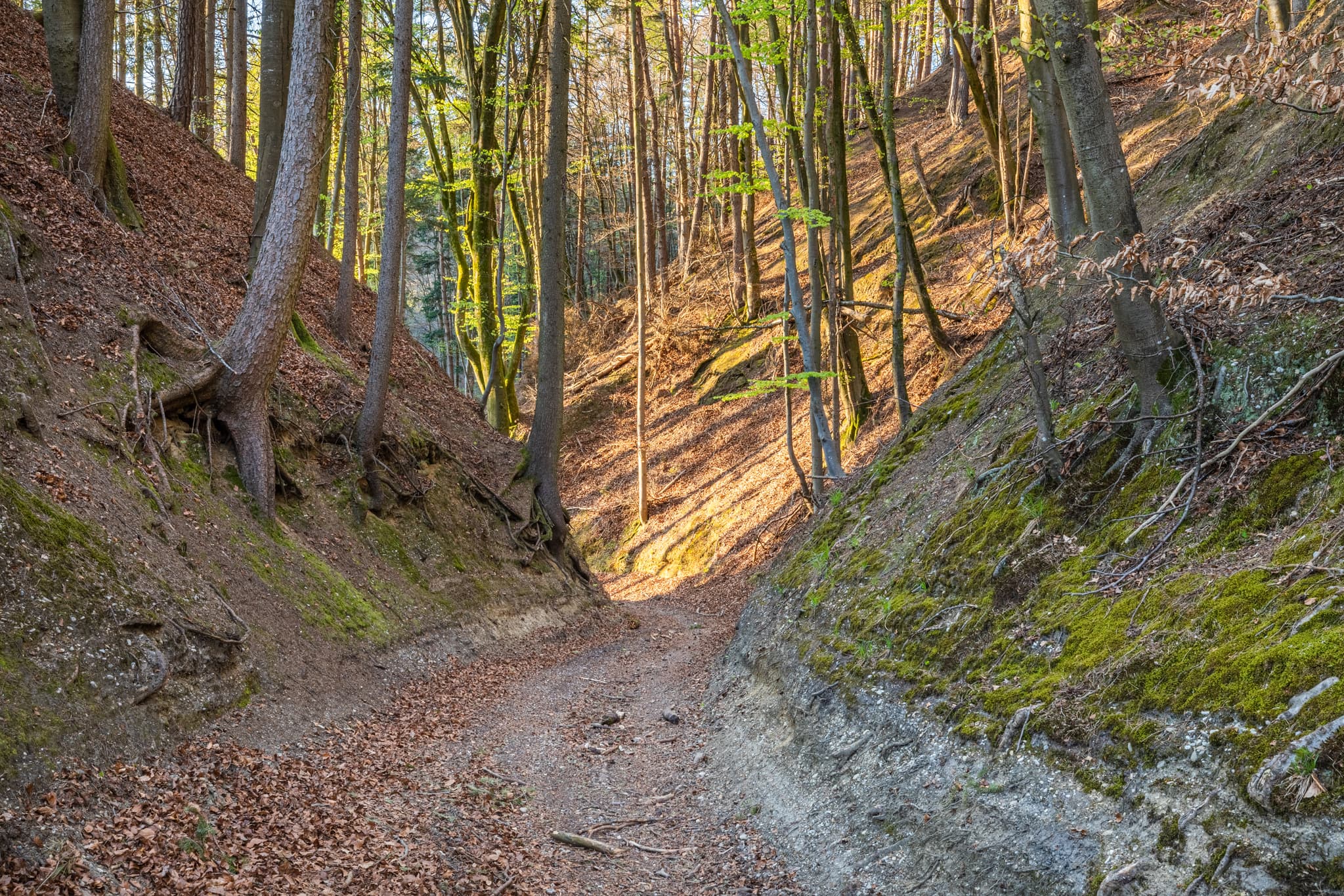 Waldweg im Anzenberg Forstweg bei Perach, Altötting, Oberbayern, Inn-Salzach, Bayern. Der Weg führt durch einen lichten Wald mit Hängen. Laubstreu am Boden.