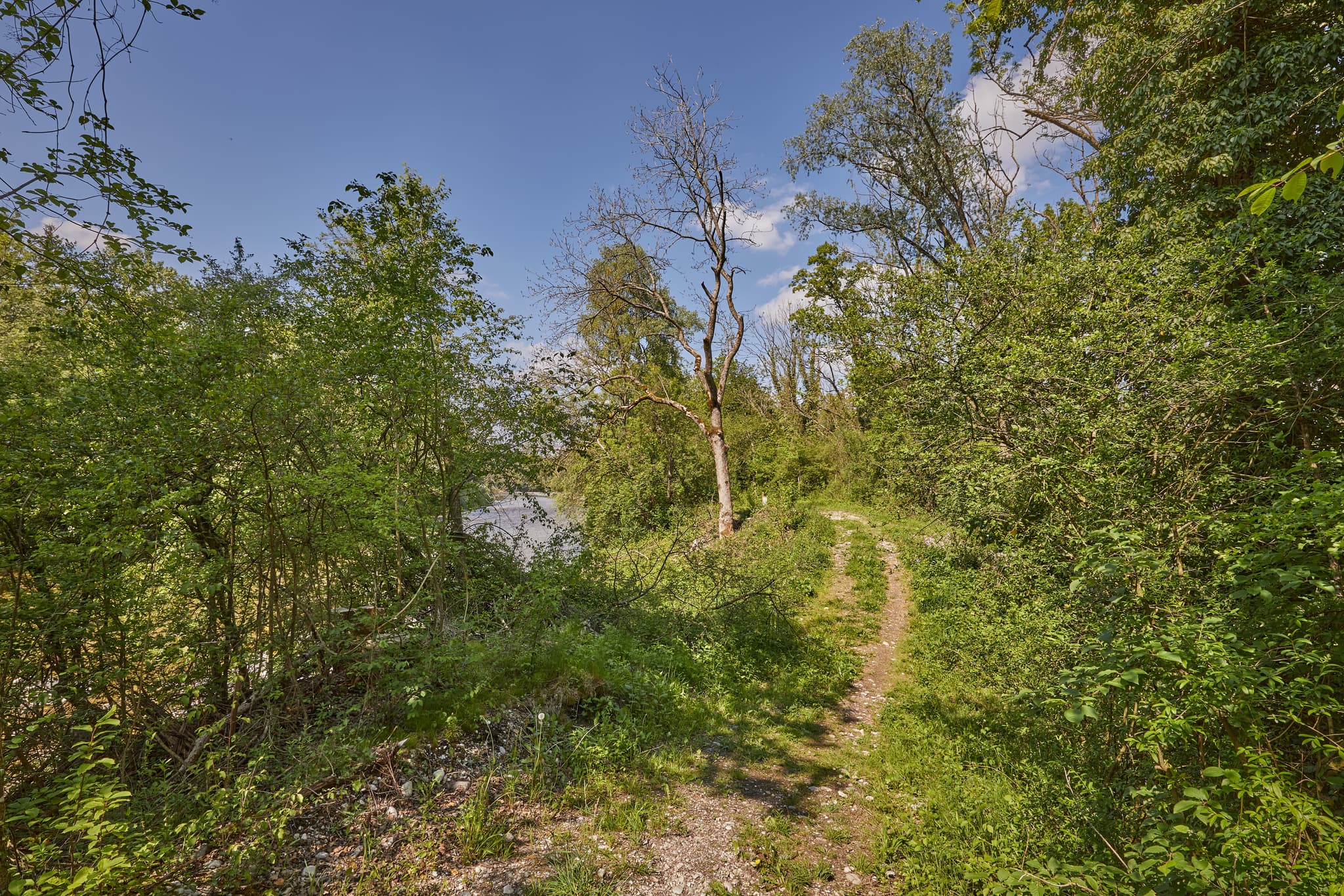 Naturpfad Alz Radweg in Burgkirchen-Hirten, Burgkirchen, Altötting, Oberbayern. Grüne Landschaft Inn-Salzach, Deutschland, mit Bäumen und Fluss. Idyllisch.
