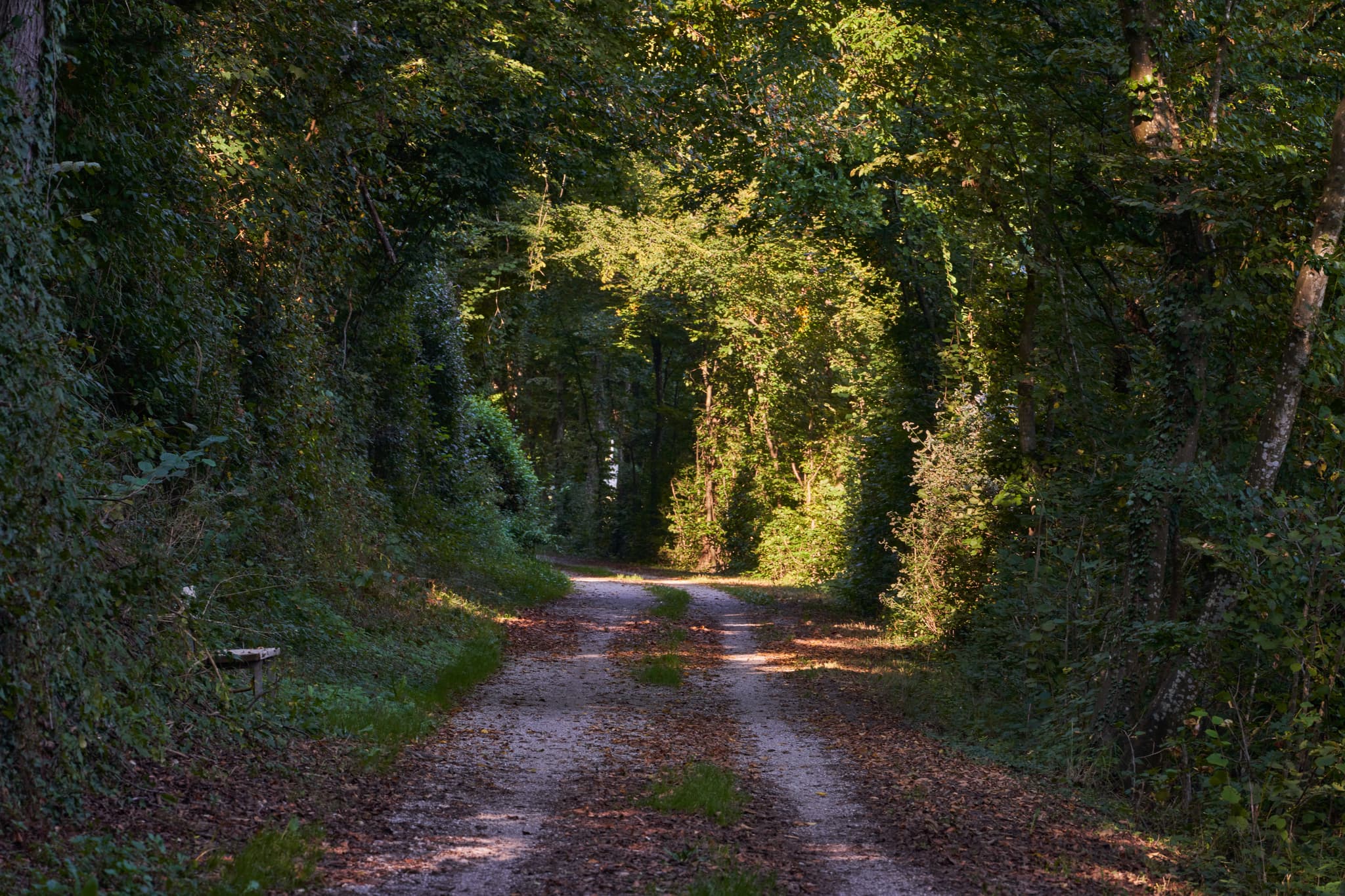 Waldweg mit Laub, gesäumt von dichten Bäumen und Licht-Schatten-Spiel, in Heilig Kreuz Marienberg bei Burghausen, Landkreis Altötting, Oberbayern.
