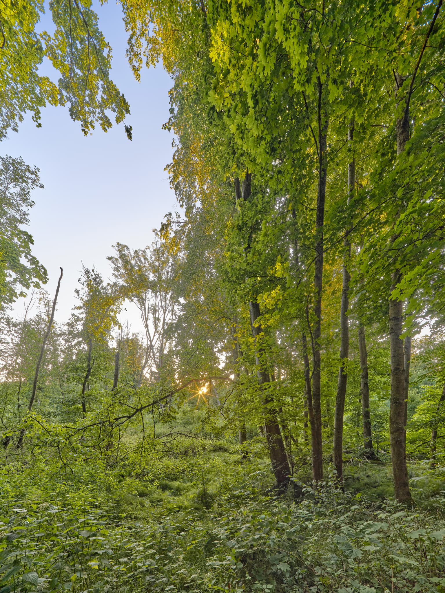 Ein dichter Wald im Gern, Lichtlberger Wald bei Eggenfelden, Landkreis Rottal-Inn, Niederbayern. Üppiges Grün der Bäume und Pflanzen beleuchtet vom Sonnenlicht.